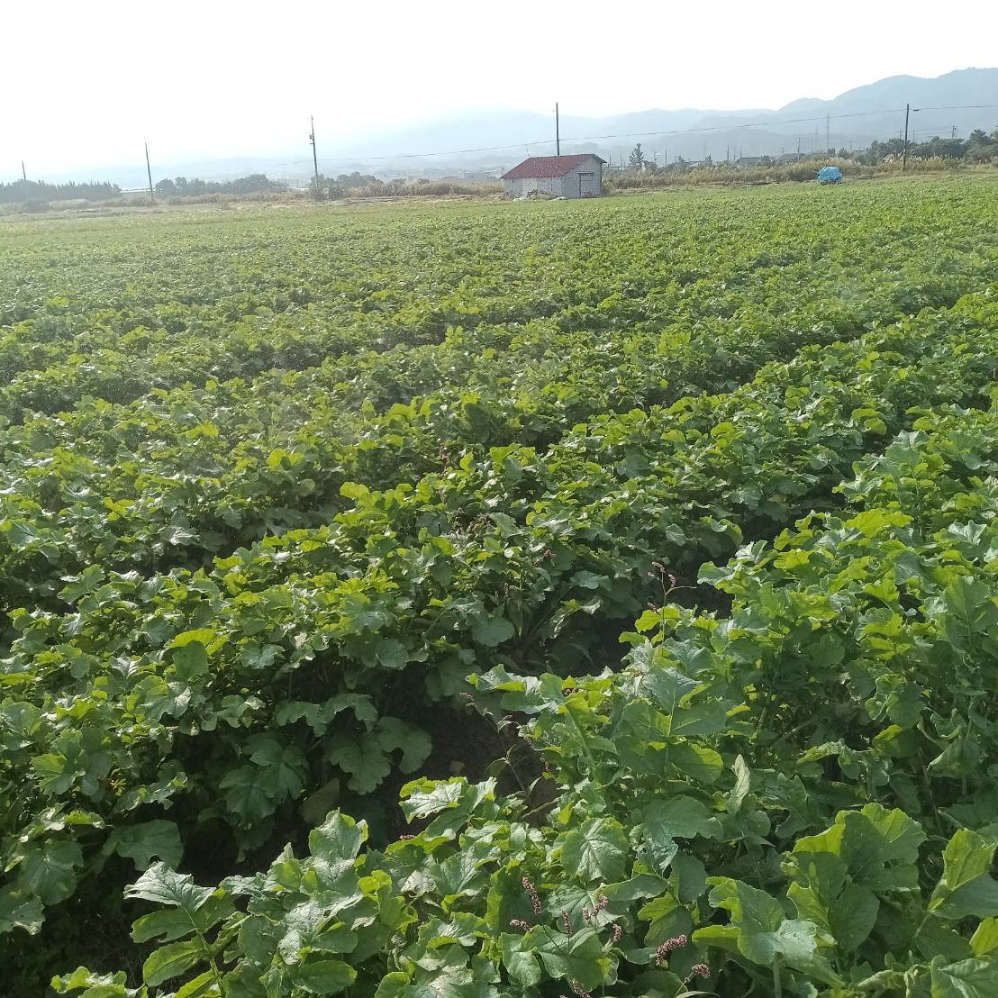 超訳あり 大根 30キロ入(島根県産) 安すいには理由があります 商品説明