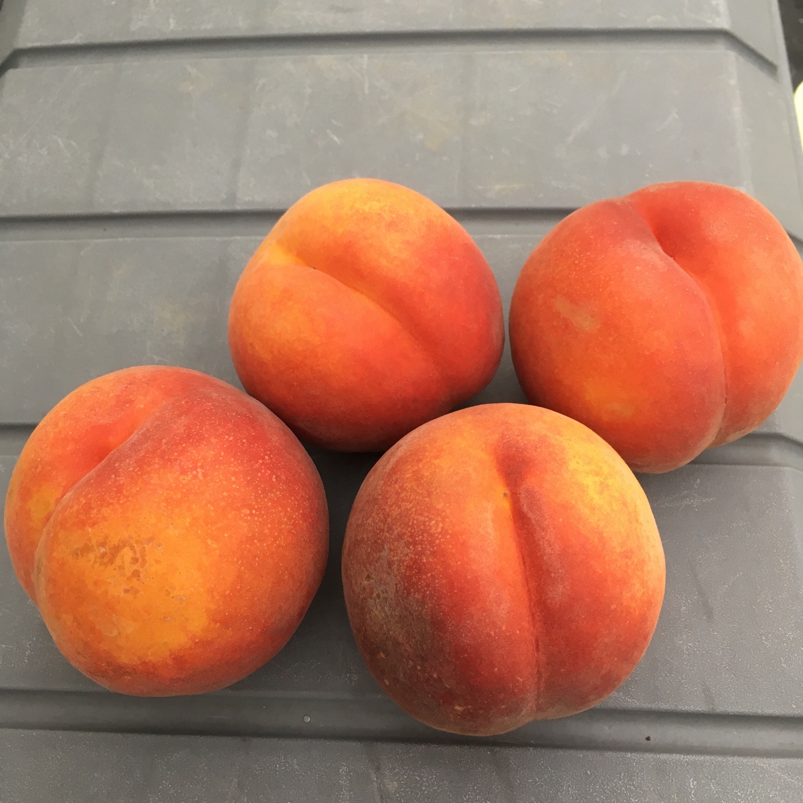 早い者勝ち 一人5個まで 完熟ワッサ | 果物/もも 産直アウル 農家から