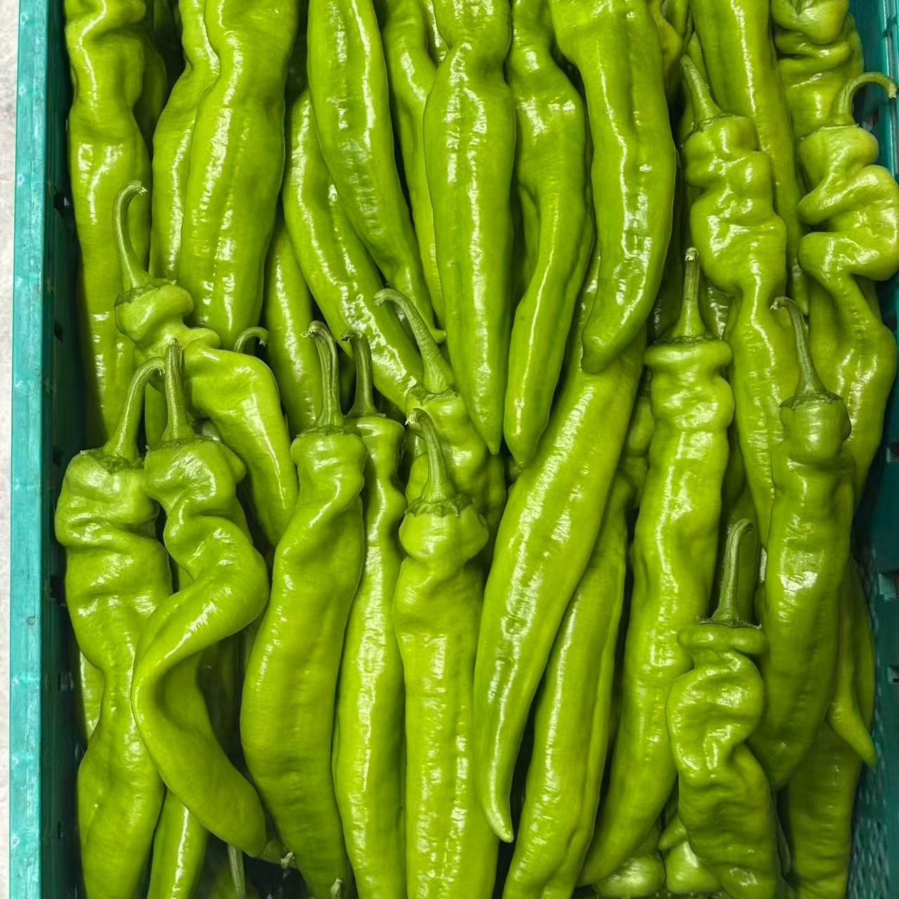 朝採り 新鮮】希少 牛角とうがらし 辛くない 生でも美味しい パリパリ