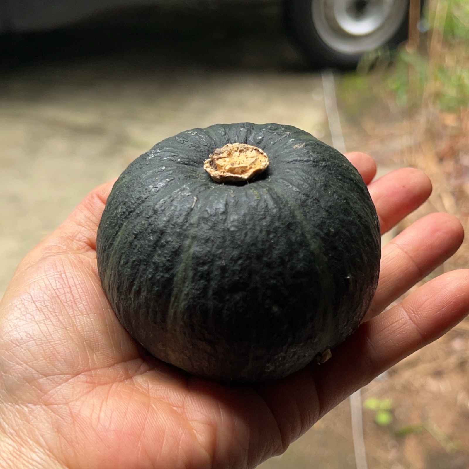 葛巻様用】坊ちゃんかぼちゃ ｜ 野菜/かぼちゃ 産直アウル 農家・漁師