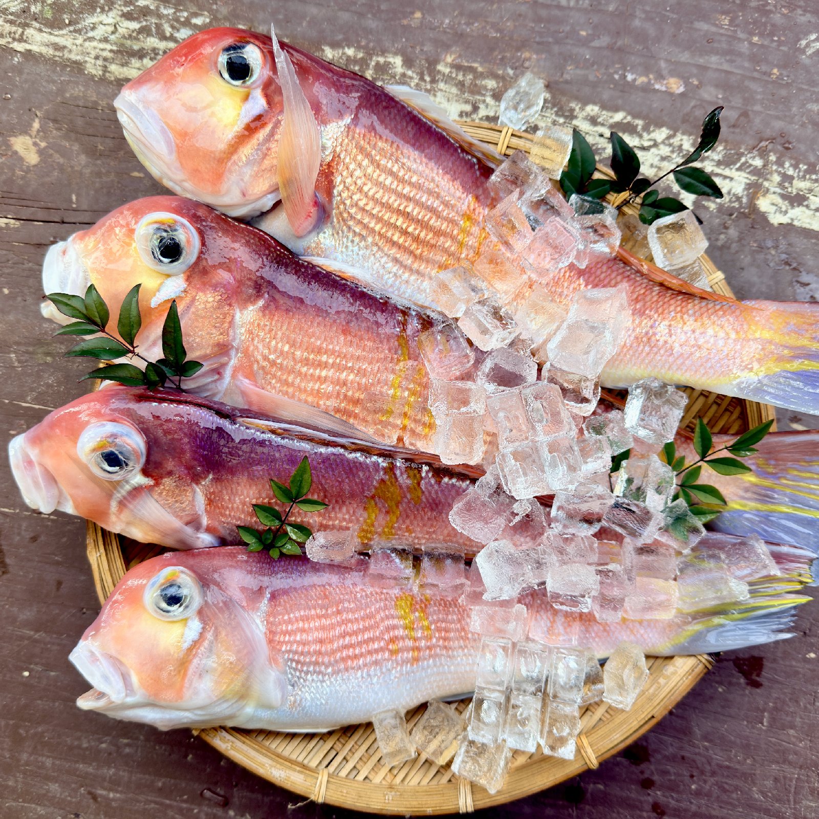 1匹】赤甘鯛 500g～600gの中サイズ！ ｜ 魚介類/その他魚介 産直
