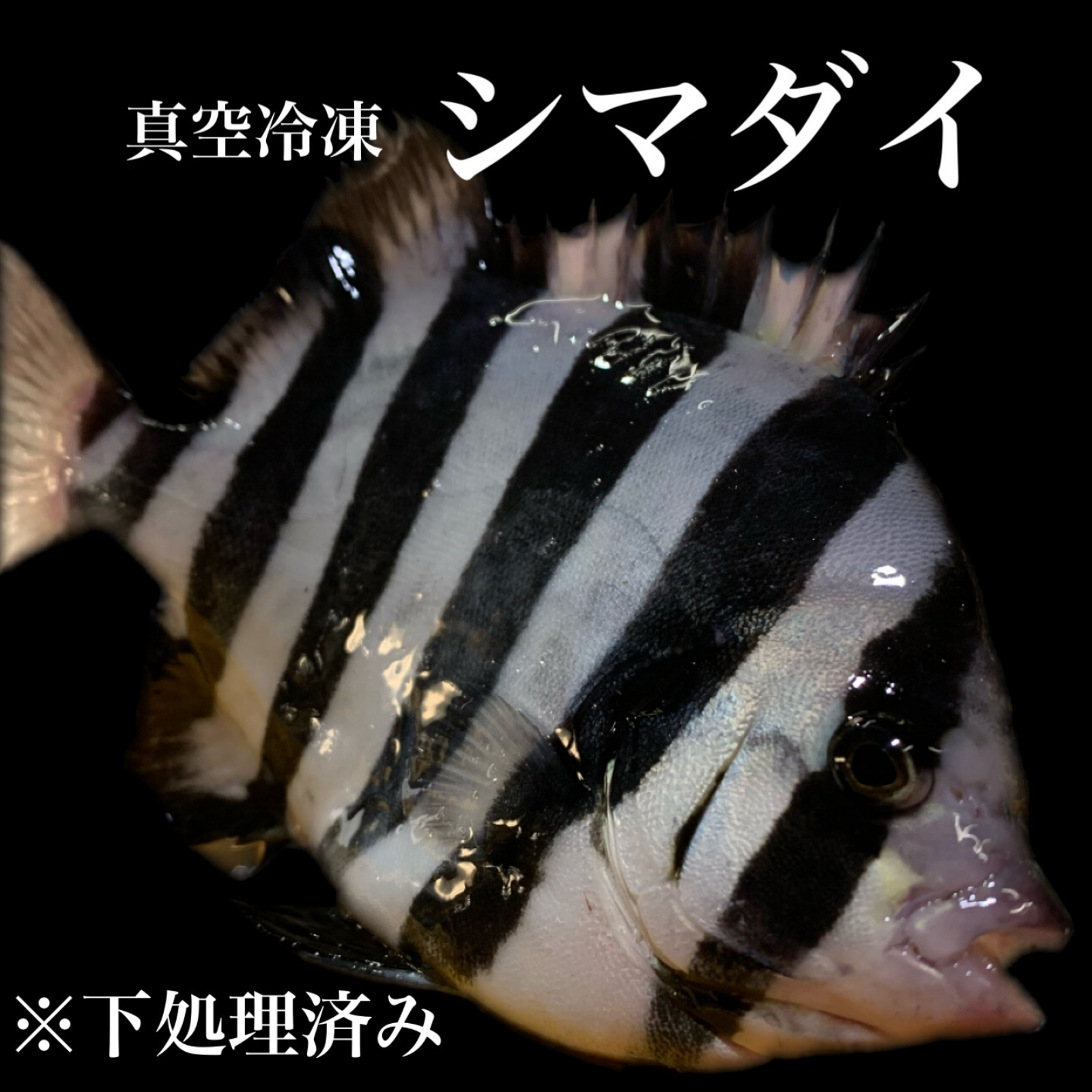 シマダイ真空冷凍3P ｜ 魚介類/魚介の加工品 産直アウル 農家・漁師