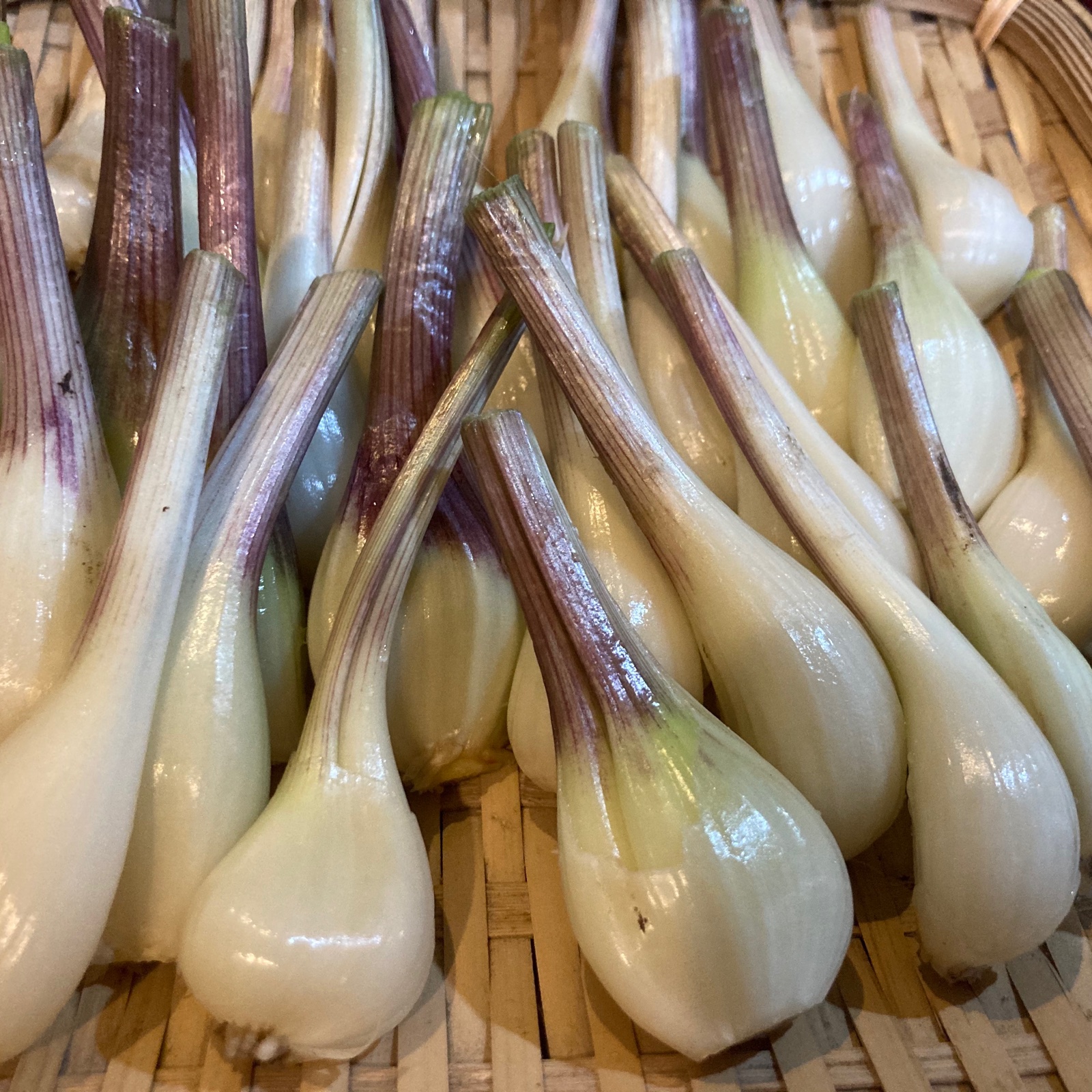 数量限定！ 熊本県産らっきょう(お漬物に)農薬・肥料不使用2kg ｜ 野菜 