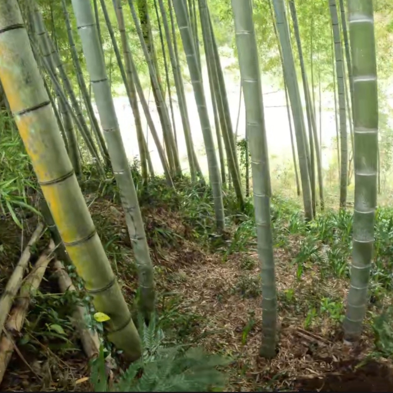 熊本県発送　根付き筍 　３キロ たけのこ熊本県産 ｜ 野菜/たけのこ 産直アウル 農家・漁師など生産者