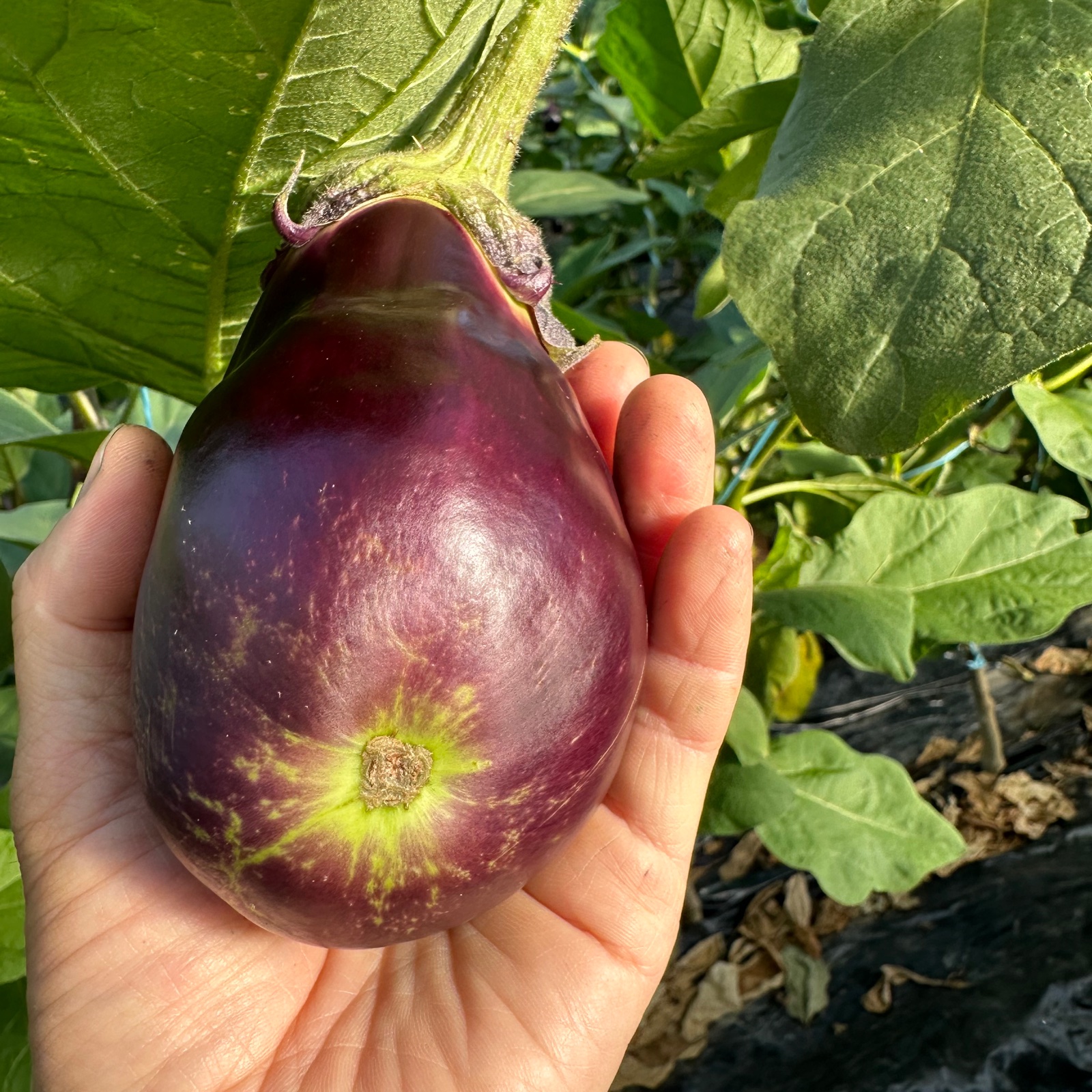 期間限定！自然栽培の“訳あり”水なす 約4kg ｜ 野菜/茄子 産直アウル