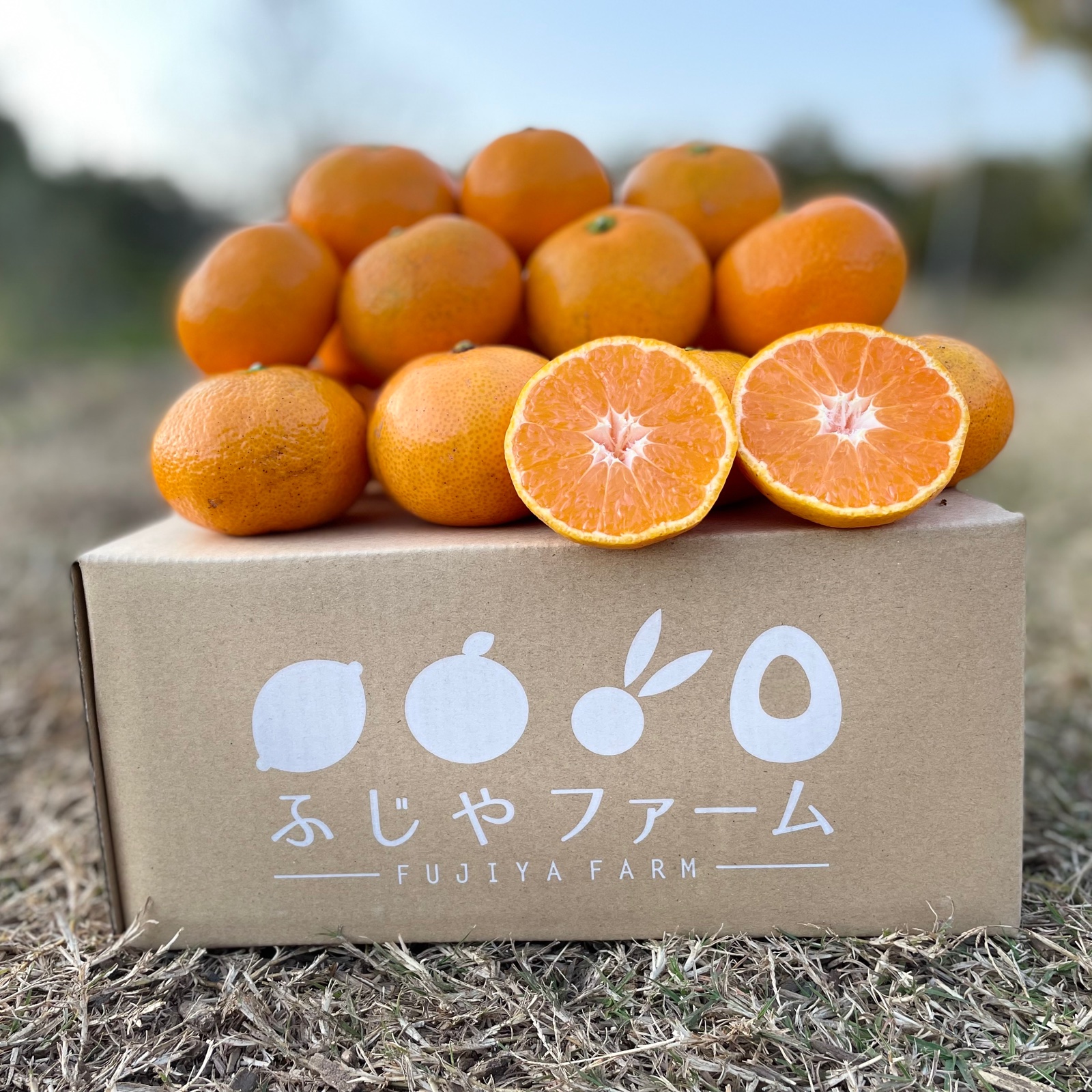 大崎上島産 中生みかん5キロ×2（ 10キロ） | 果物/温州みかん 産直