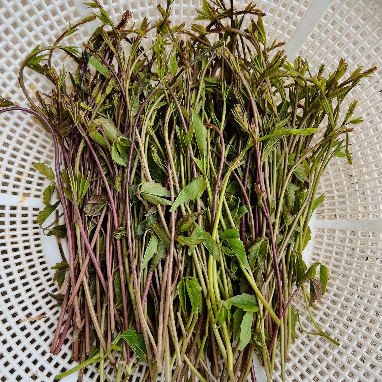 新潟県産 木の芽(あけびの芽) 100g | 野菜/山菜 産直アウル 農家から