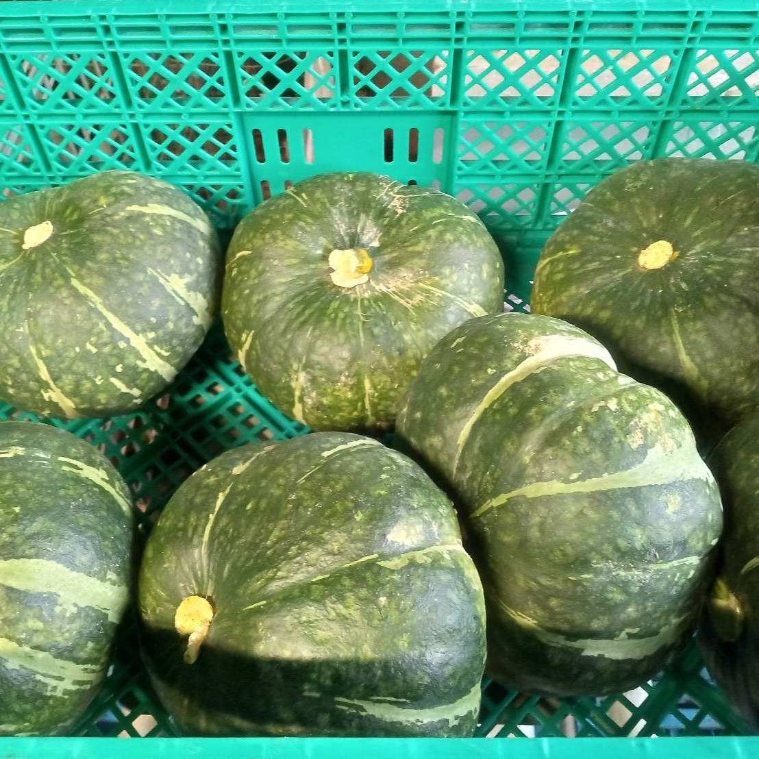 かぼちゃ かぼちゃ（オレンジ）ジャックビークイック｜ハナイチ｜花と植物、資材