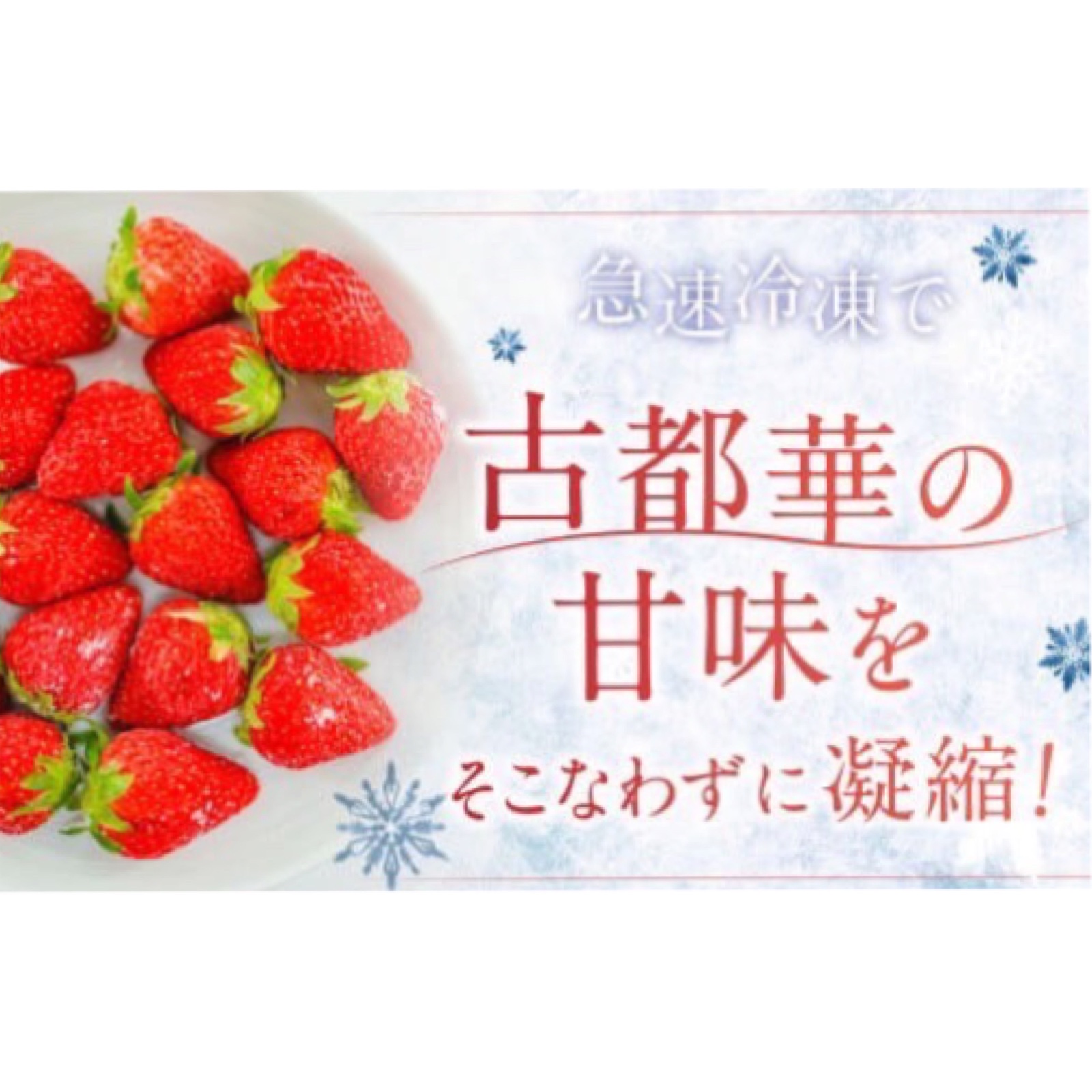 厳選大ちゃんの冷凍いちご(古都華)1kg ｜ 果物/いちご 産直アウル 農家