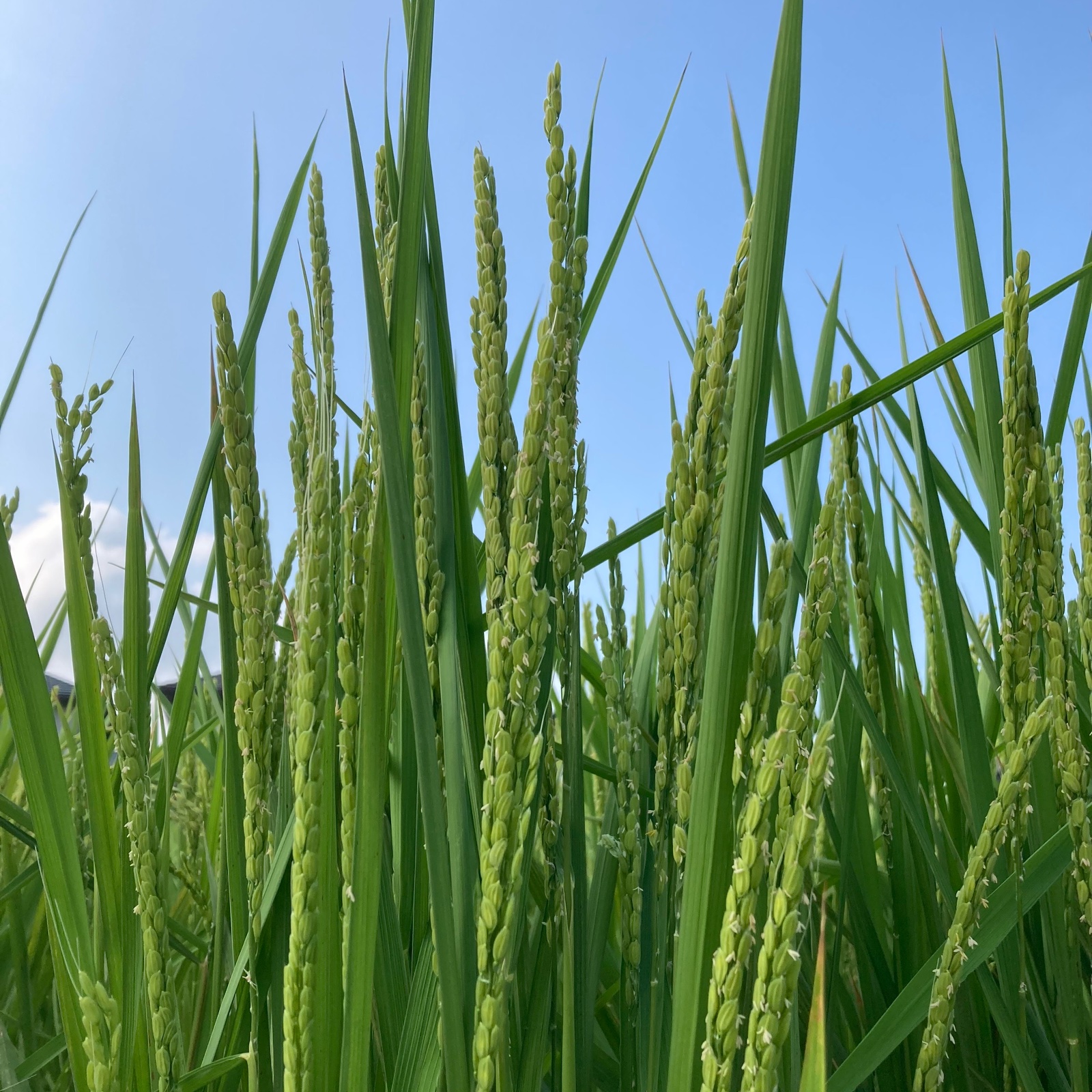 いのちの壱】精米9kg☆新米☆令和6年産 | 米・穀物/米/精米 産直アウル