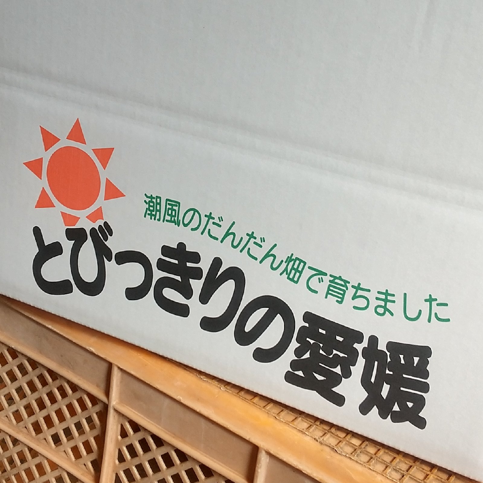 01.せとかLM5キロ＆ブラッドオレンジ5キロ　計10キロ 信越、関東料金 fb5f5ea140933bed3397b5c833f447