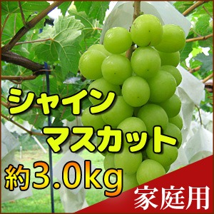 シャインマスカット家庭用8房(3.0kg) | 果物/ぶどう 産直アウル 農家