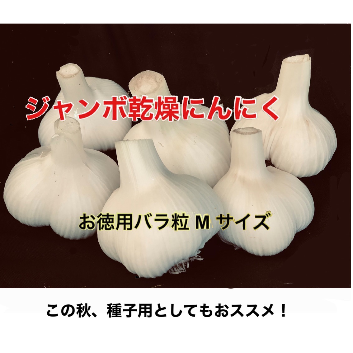 ジャンボにんにく 種子 ｜ 野菜/にんにく 産直アウル 農家・漁師など