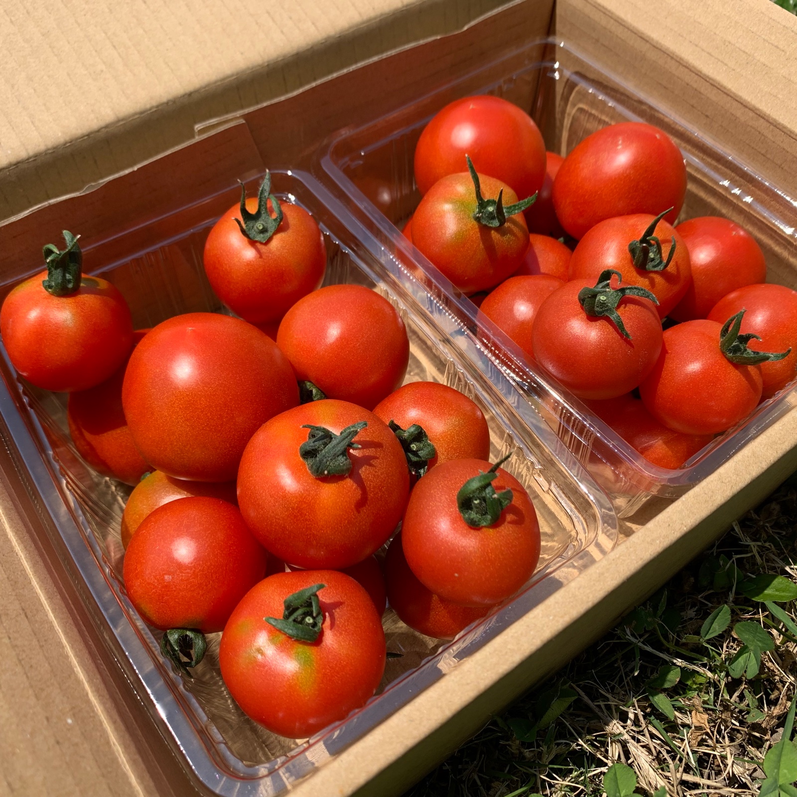 糖度8度超え】フルティカ?ミディサイズ1.5キロ ｜ 野菜/トマト 産直 