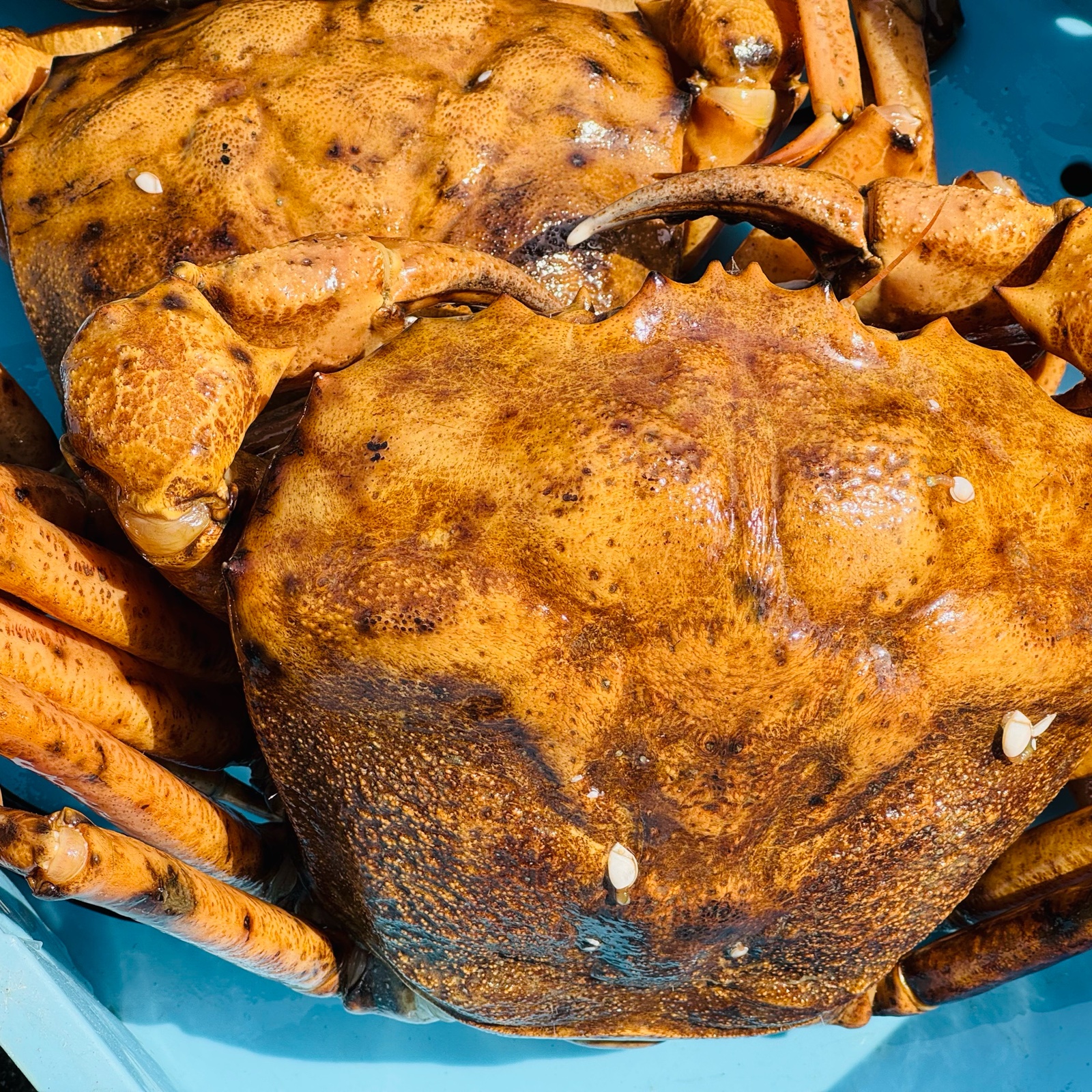 山竹商店の最新投稿「オオエンコウガニ出品しました❗️」｜産地直送の