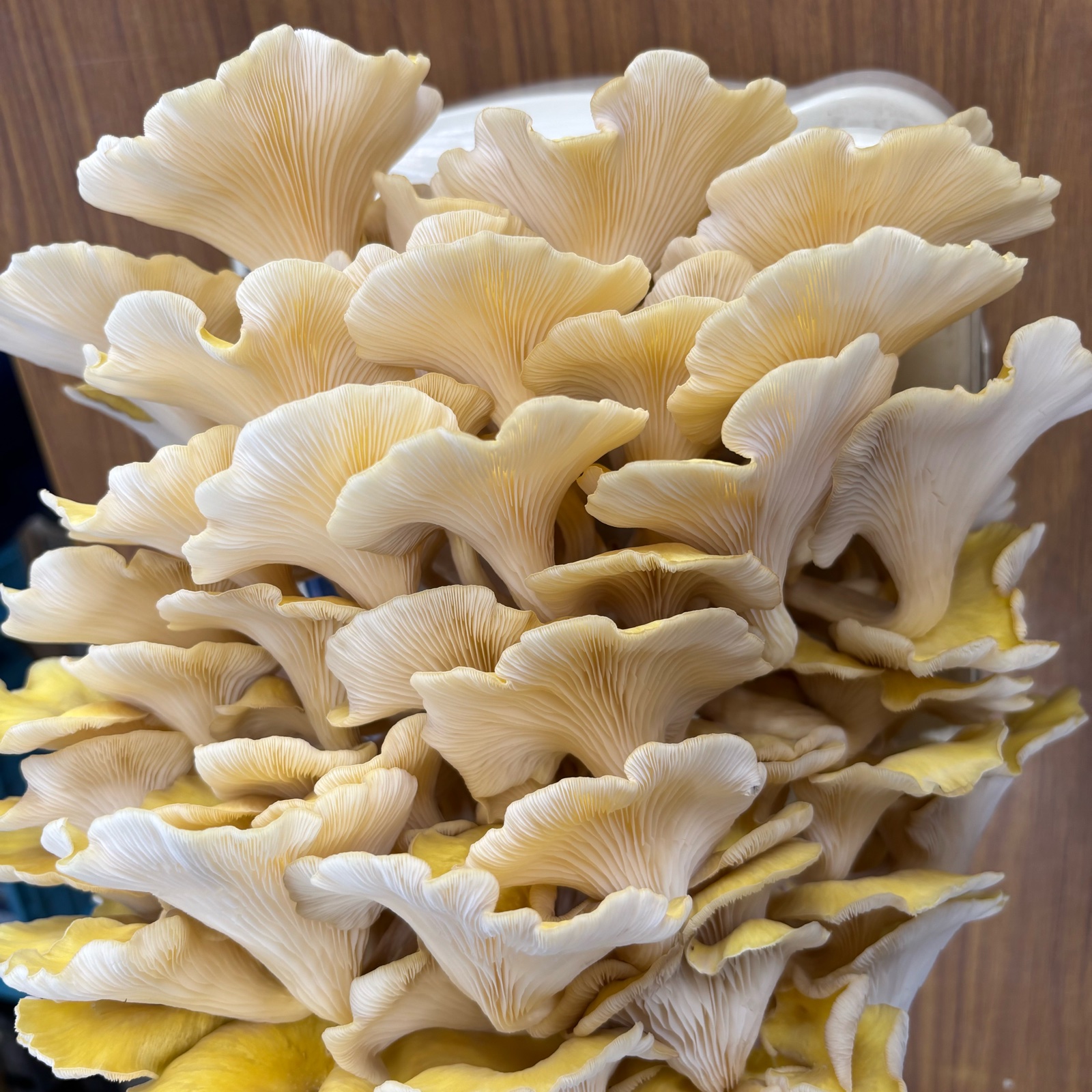 黄金色の珍しいキノコ《たもぎたけ》無農薬無添加栽培 ｜ 野菜/きのこ