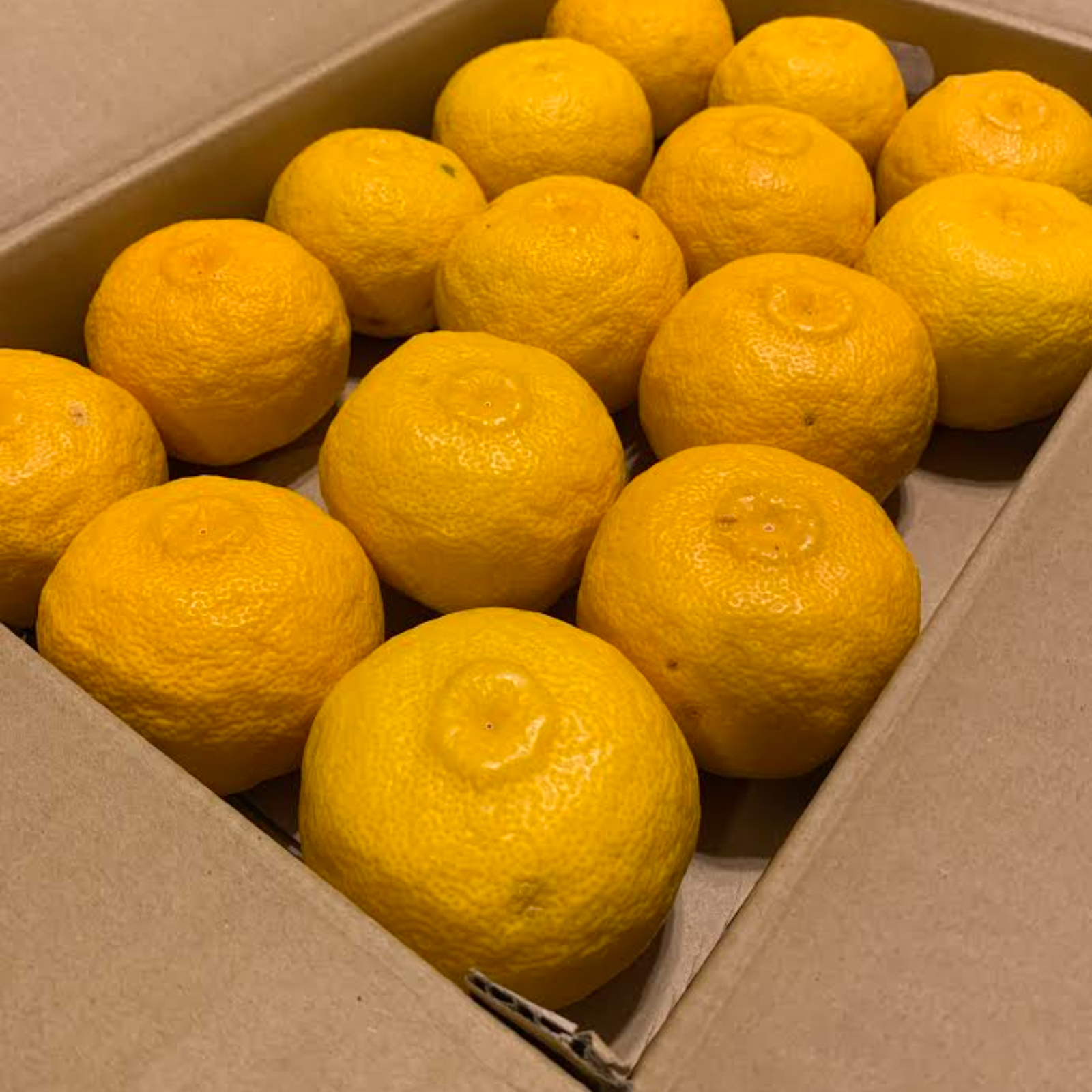 しまんと 四万十 柚子 ＊訳あり(家庭用) 約5㎏(不揃い)＊ 高知 ゆず