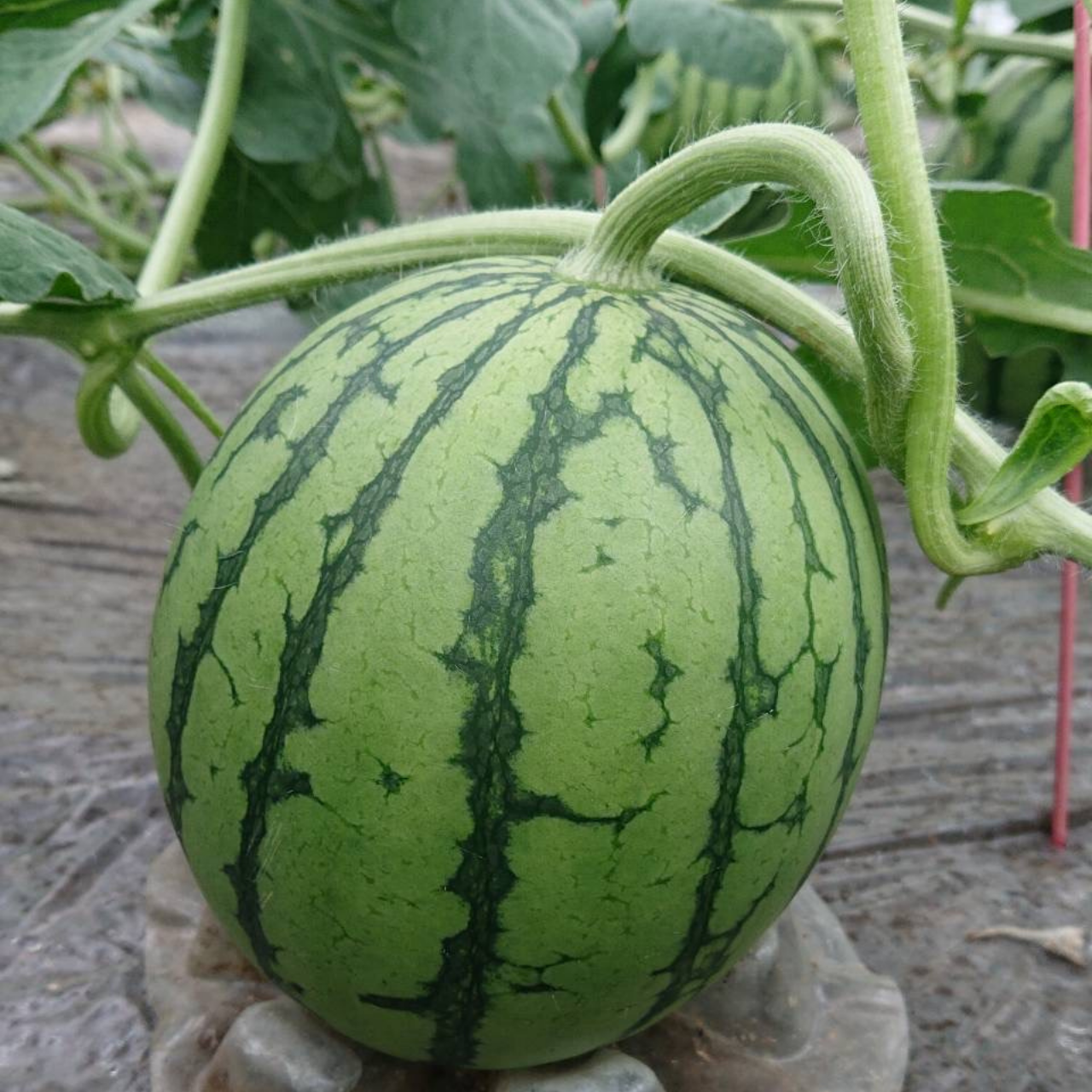 大人気】熊本県植木産 小玉スイカ 1玉入り ｜ 果物/スイカ 産直アウル