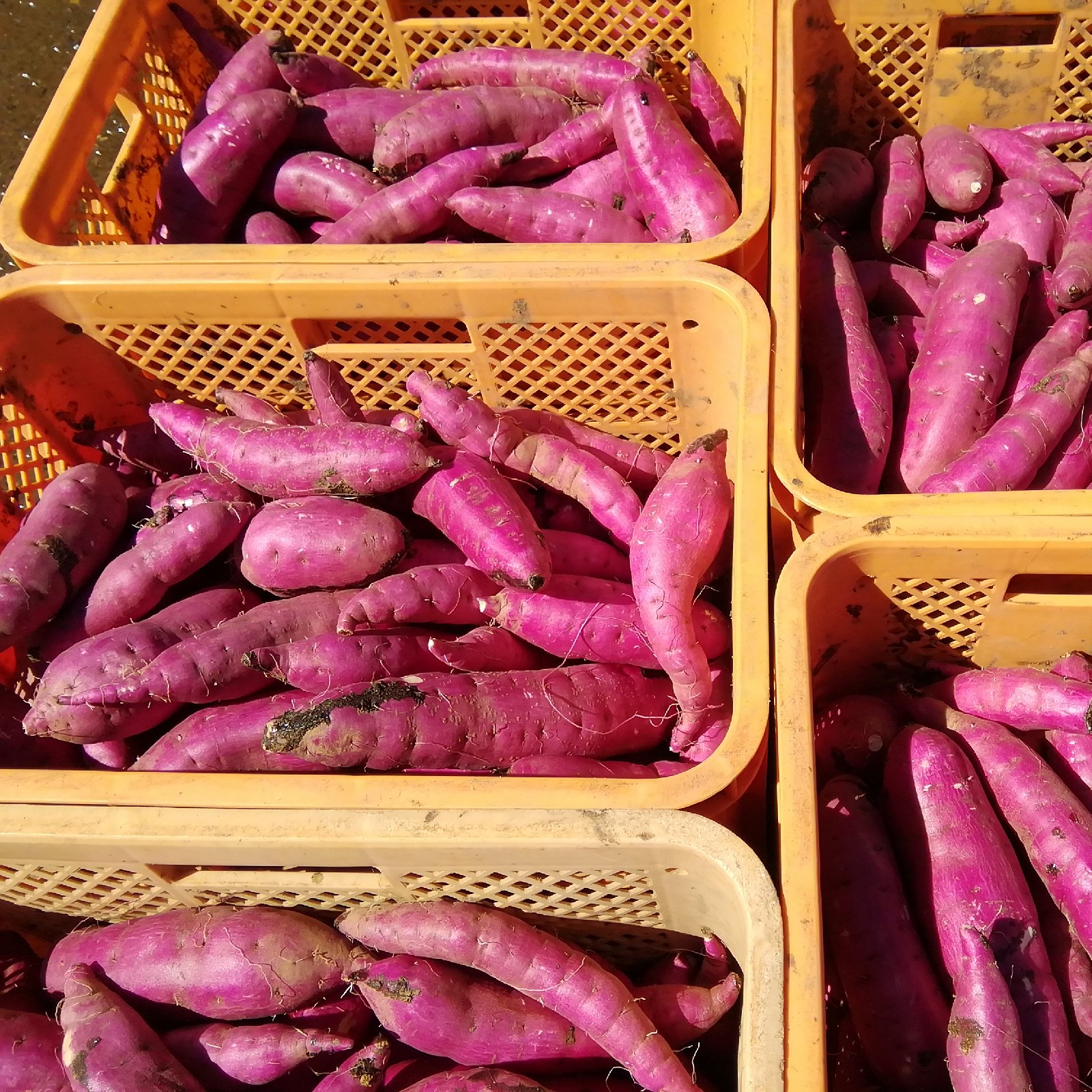 新さつまいも【訳あり】茨城県行方市特産さつまいも (紅はるか)箱込み