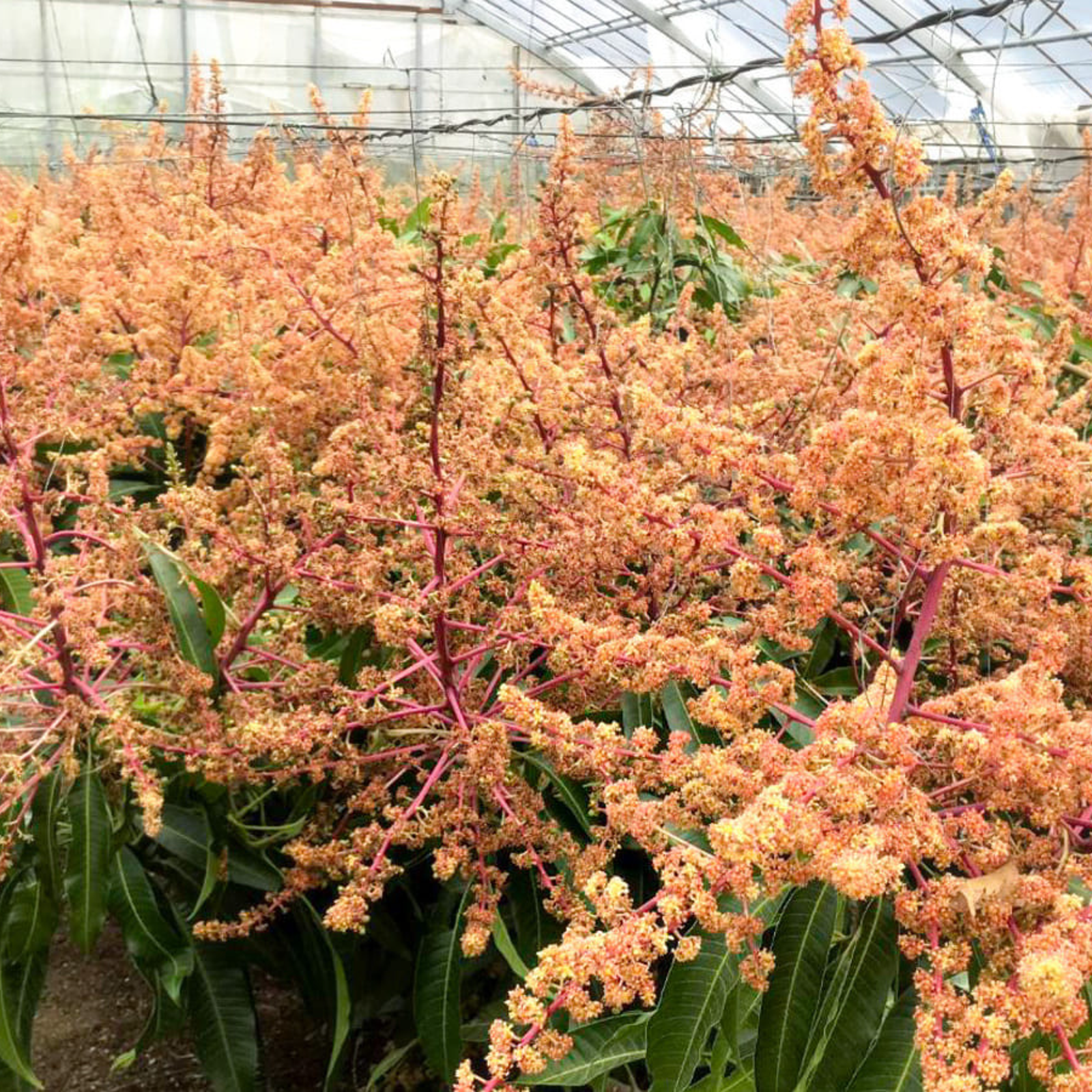 夏が始まる前に！期間限定】沖縄県産摘果マンゴー（約2KG）青マンゴー