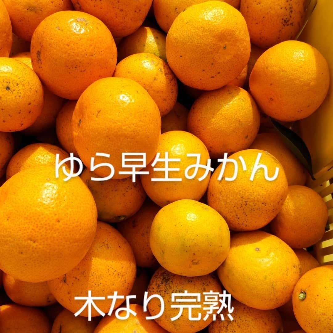 ふるや農園の木なり完熟ゆら早生みかん ｜ 果物/温州みかん 産直アウル