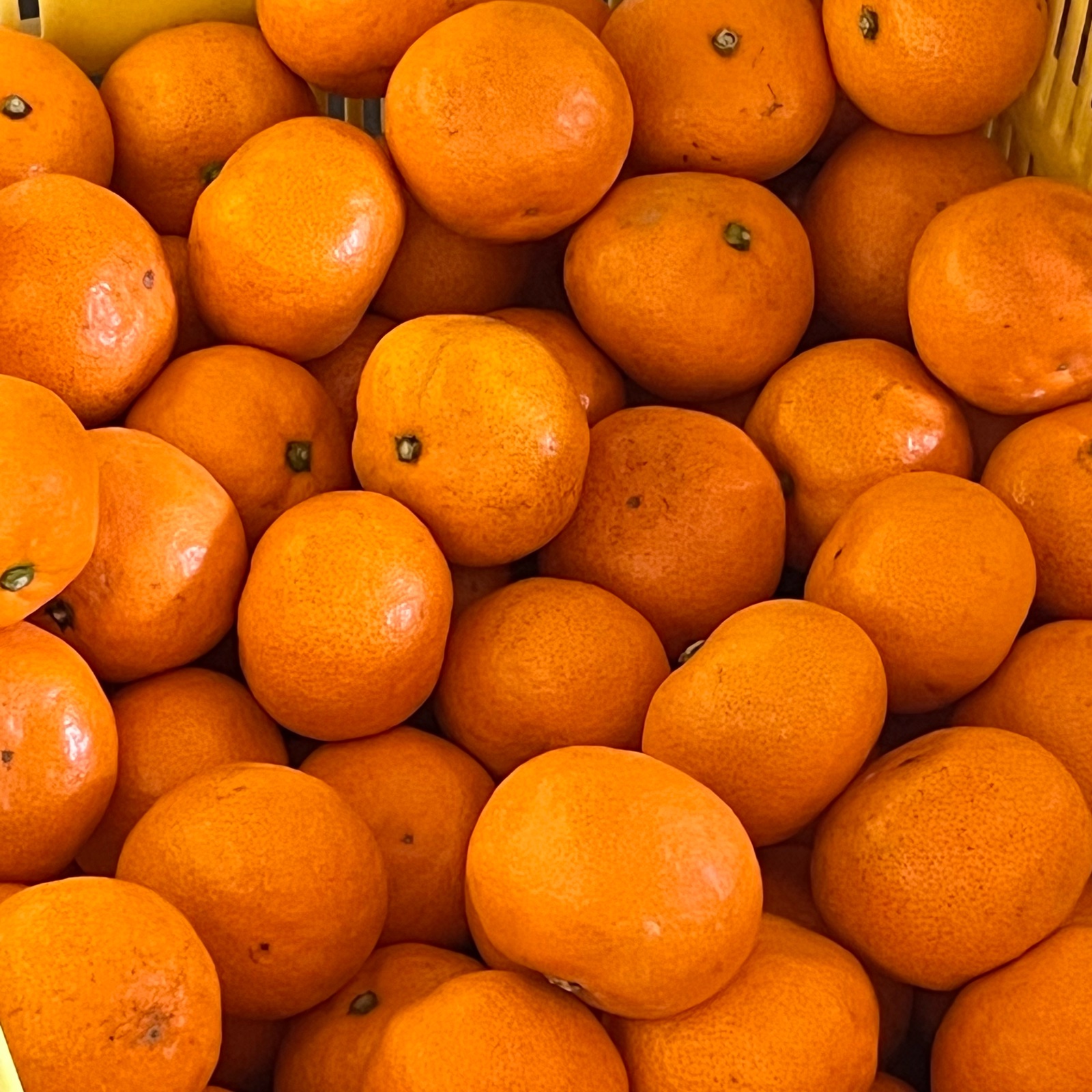 ぽお美's farm（高知県・香南市）｜生産者詳細｜産直アウル