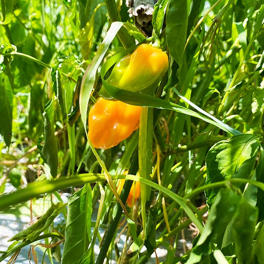 お試し】ハバネロ（約100g） | 野菜/スパイス 産直アウル 農家から直接