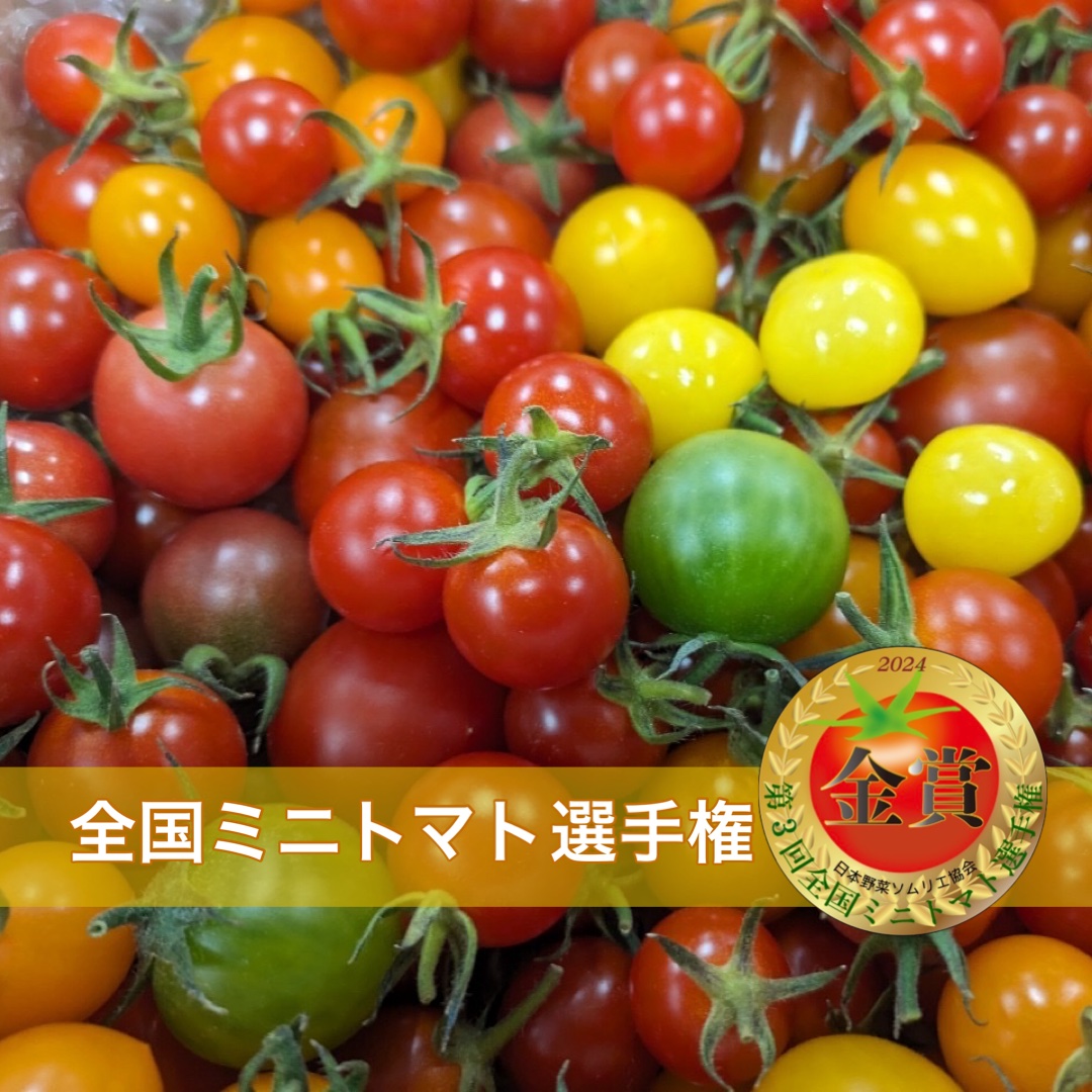 プッチトマト★ T.Mさんが サンサンファーム倉持 の SUNSUNトマトの宝石箱【1kg