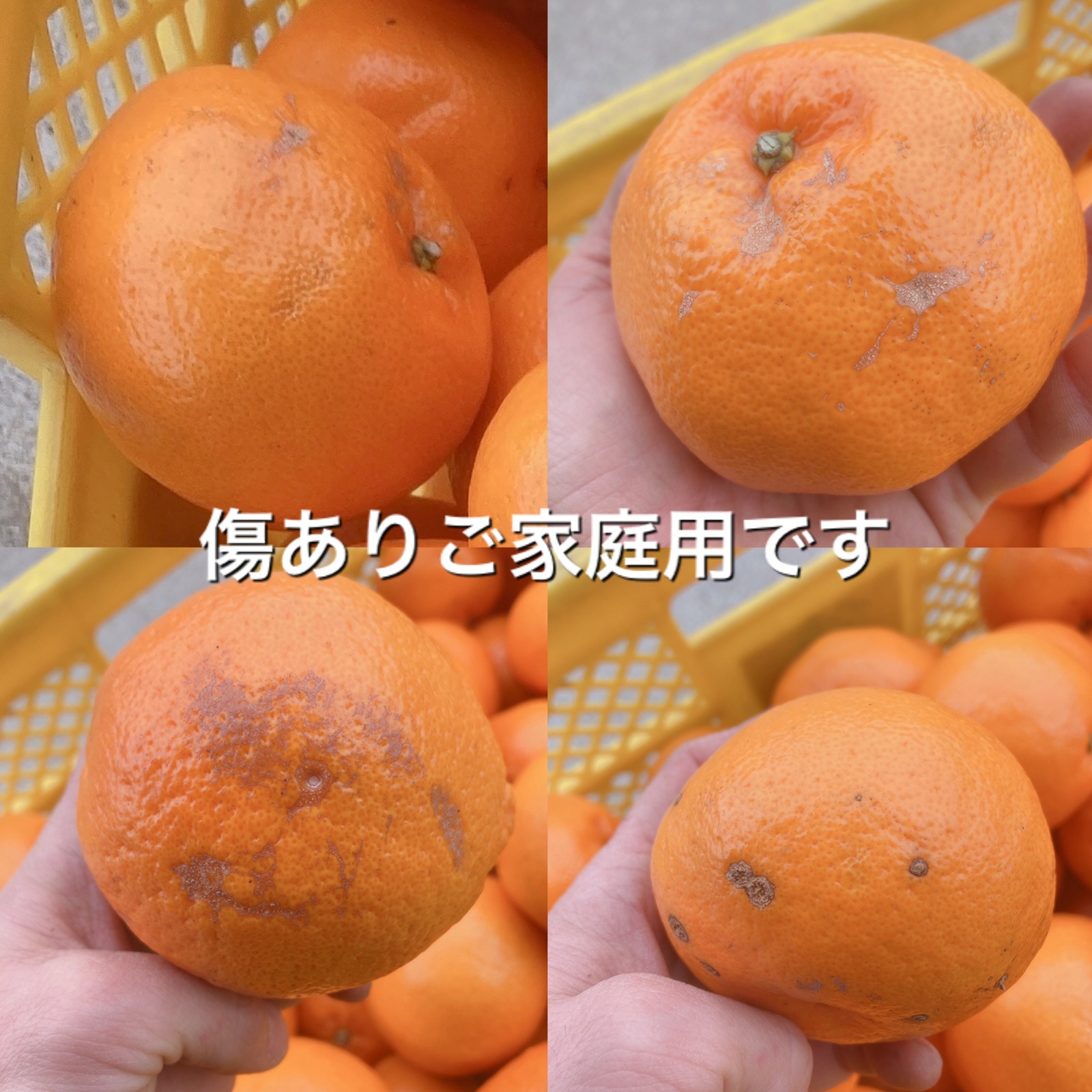 和歌山県産 はるみ ご家庭用 Lサイズ 約5kg ｜ 果物/オレンジ・その他