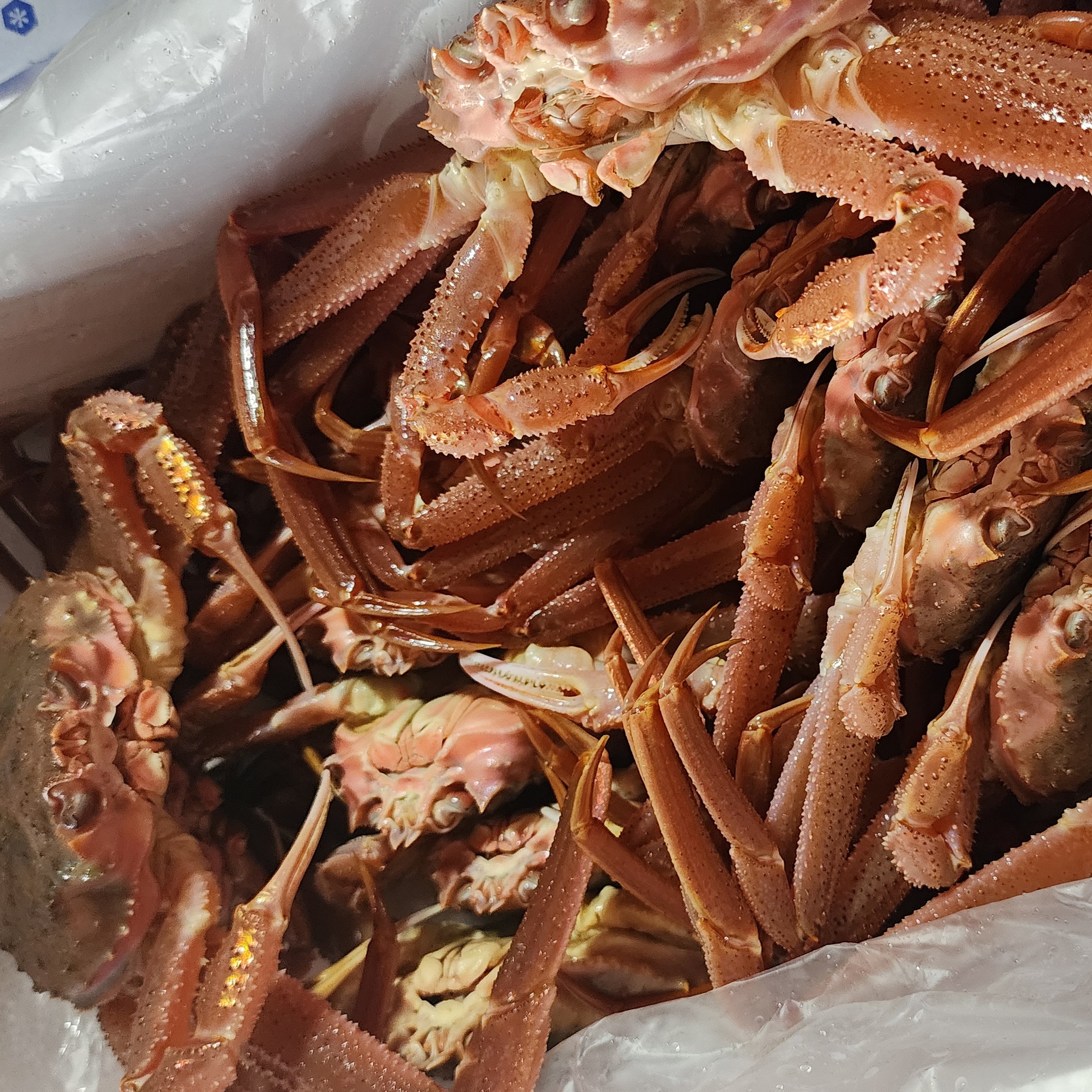 原坊さんが 道産ネットミツハシ の 訳活オオズワイ（中小）4kg