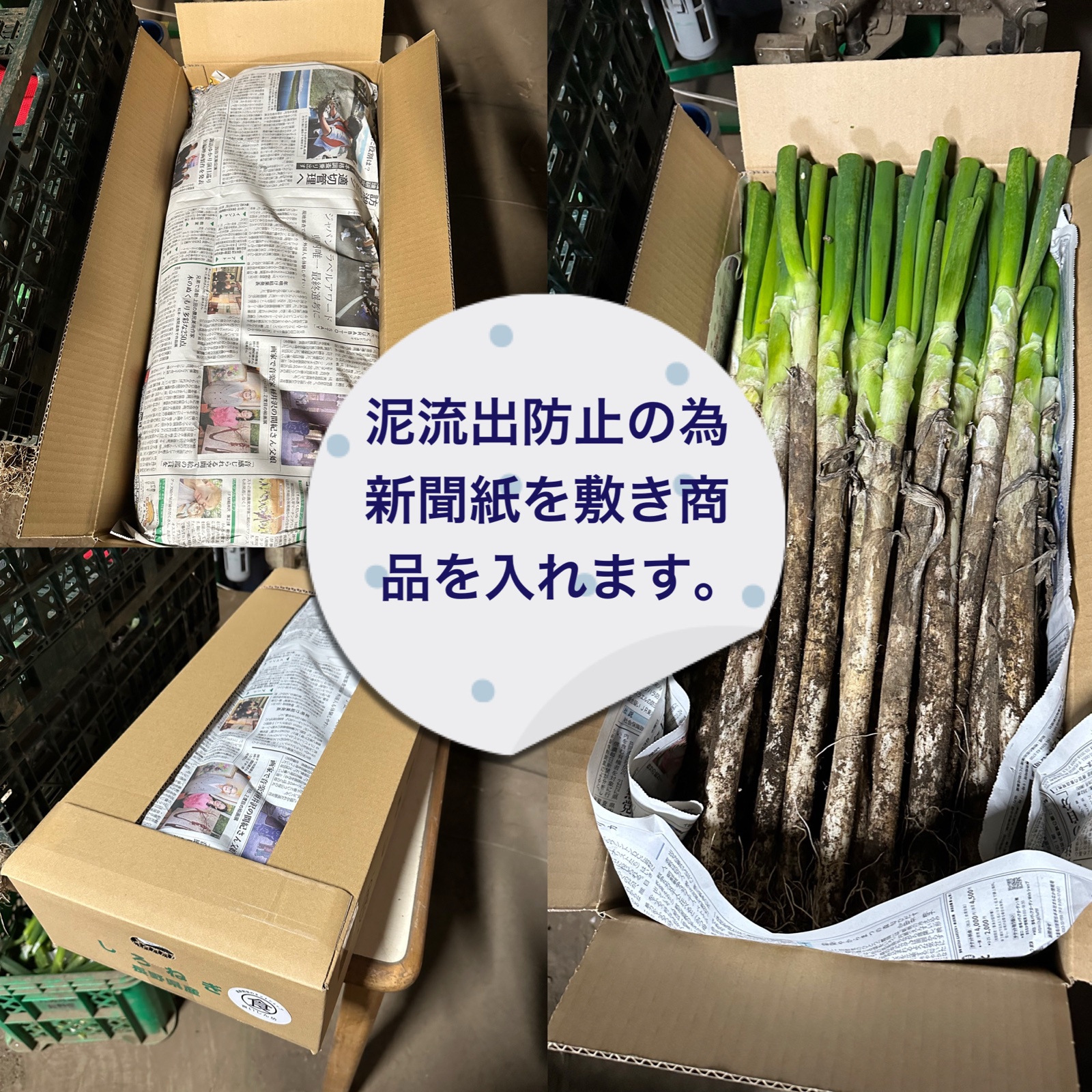 山梨県産】春ネギ美味しい長ネギ 泥付き 5kg ｜ 野菜/ねぎ 産直アウル
