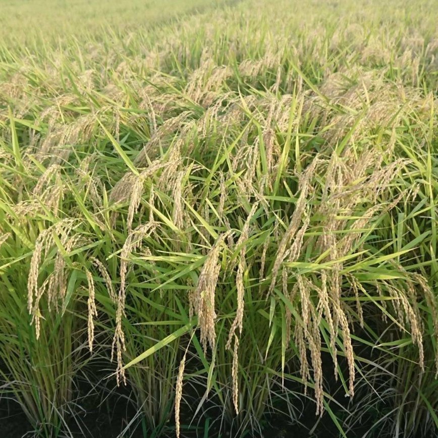 さすらい様【令和7年新米】自然栽培米 ひとめぼれ 宮城県 玄米30kg 送料無料 096d4a64a1226134bc5d64b7296408