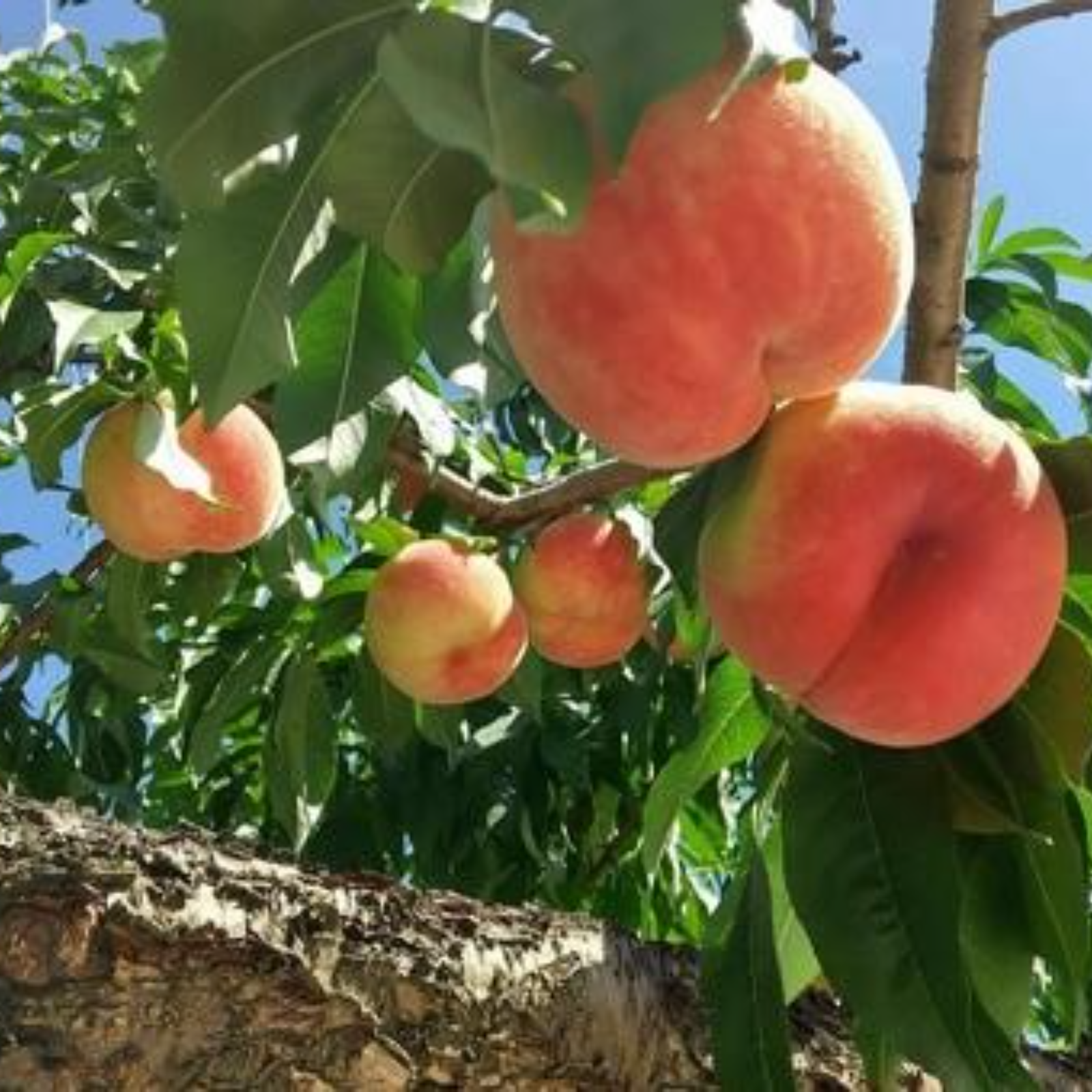 桃の予約】福島の完熟もも 品種おまかせ2kg（6～9玉） ギフト・贈答 