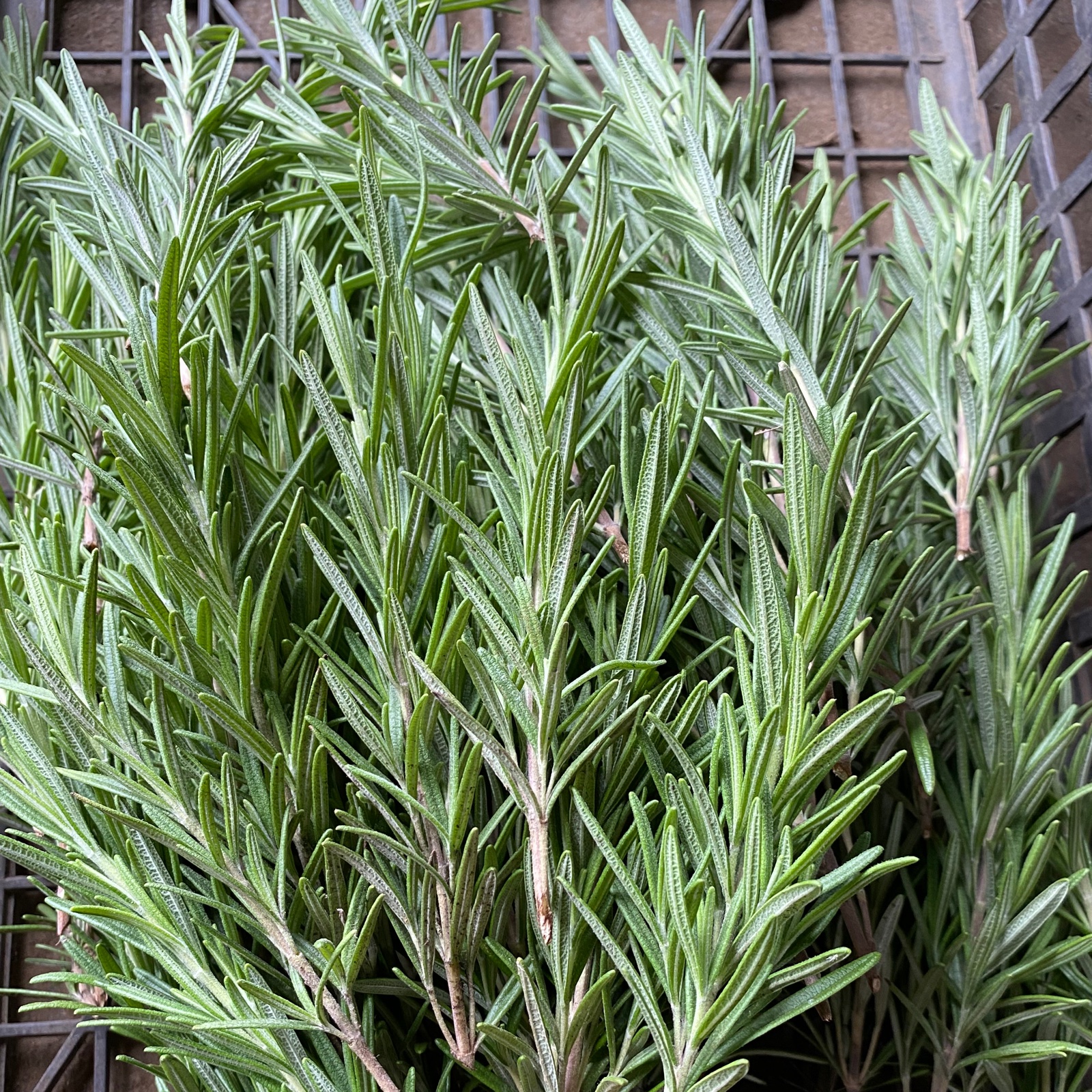 無農薬ローズマリー 100g | 野菜/ハーブ 産直アウル 農家から直接野菜