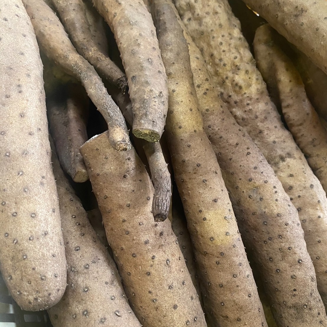 鳥取県産】粘り抜群 ねばりっこ 10kg ｜ 野菜/長いも・山いも 産直