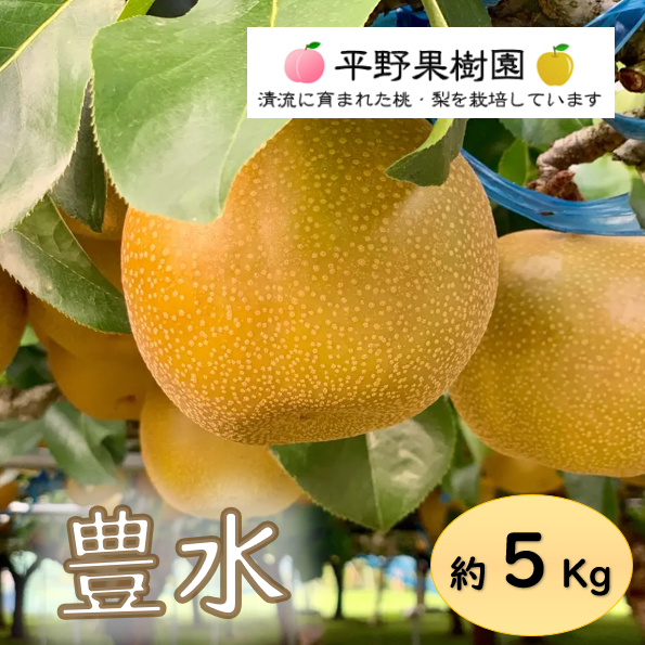 清流球磨梨・豊水 5kg箱(5〜14個入り) ｜ 果物/梨 産直アウル 農家