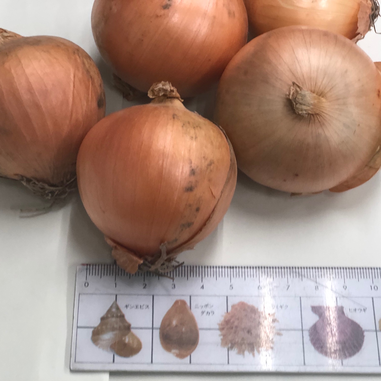 大容量北海道産玉ねぎS玉20kg ｜ 野菜/玉ねぎ 産直アウル 農家・漁師