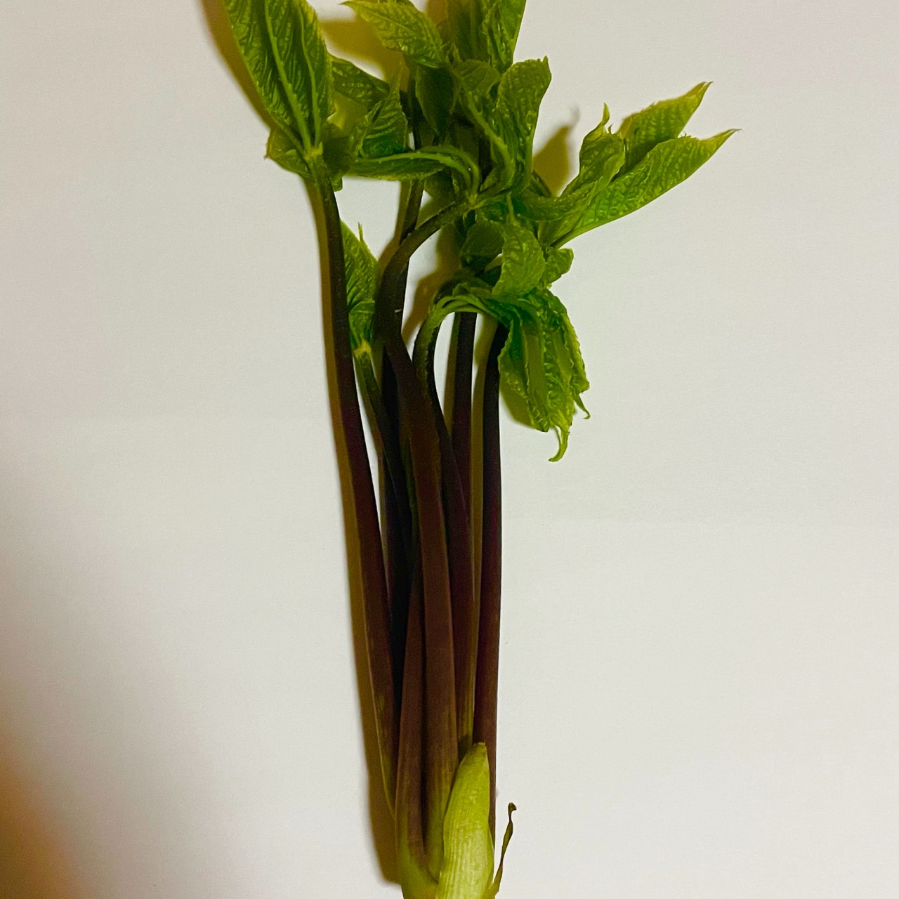 十日町 こしあぶら1kg 山菜の女王 1キロ 新潟 天然コシアブラ 山菜