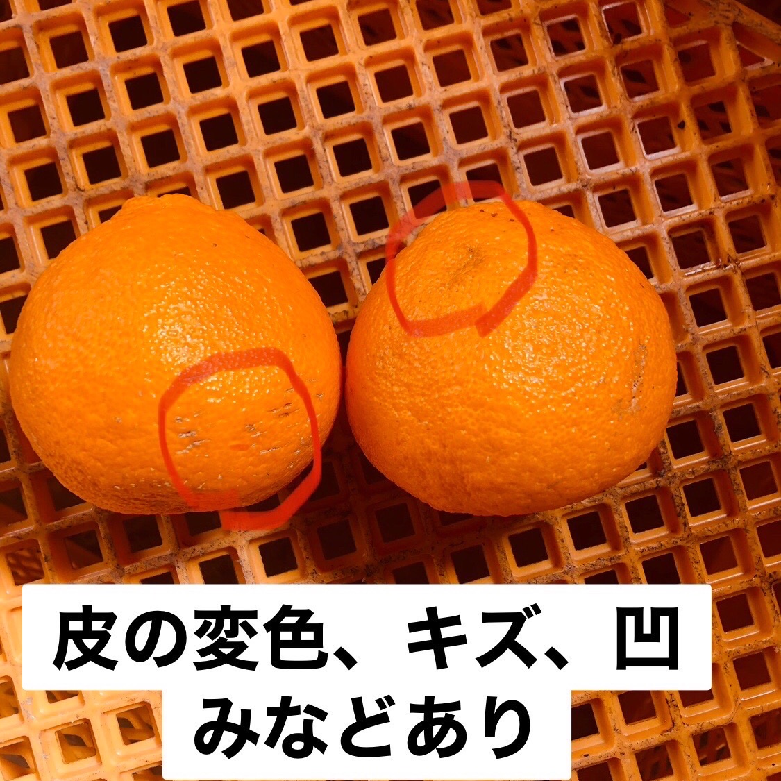ほんほん　瀬戸田産　B級品デコポン　箱込み10kg 楽天市場】デコポン 訳あり 3kg・5kg・10kg 尾道 瀬戸田産 家庭用