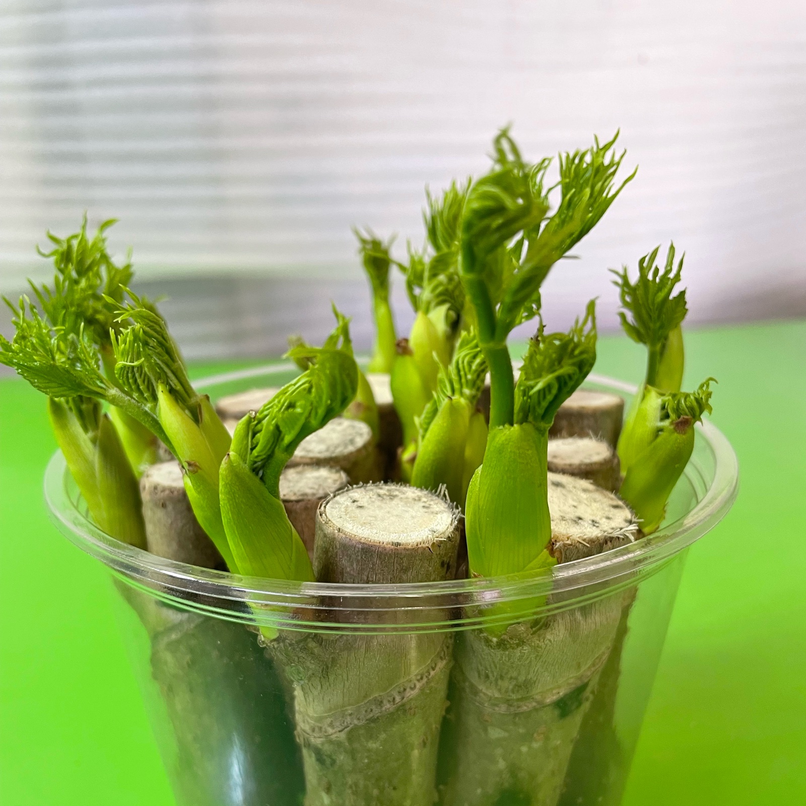 タラの芽水耕栽培プラント2(やや小ぶりトゲ少なめ) | 野菜/山菜 産直