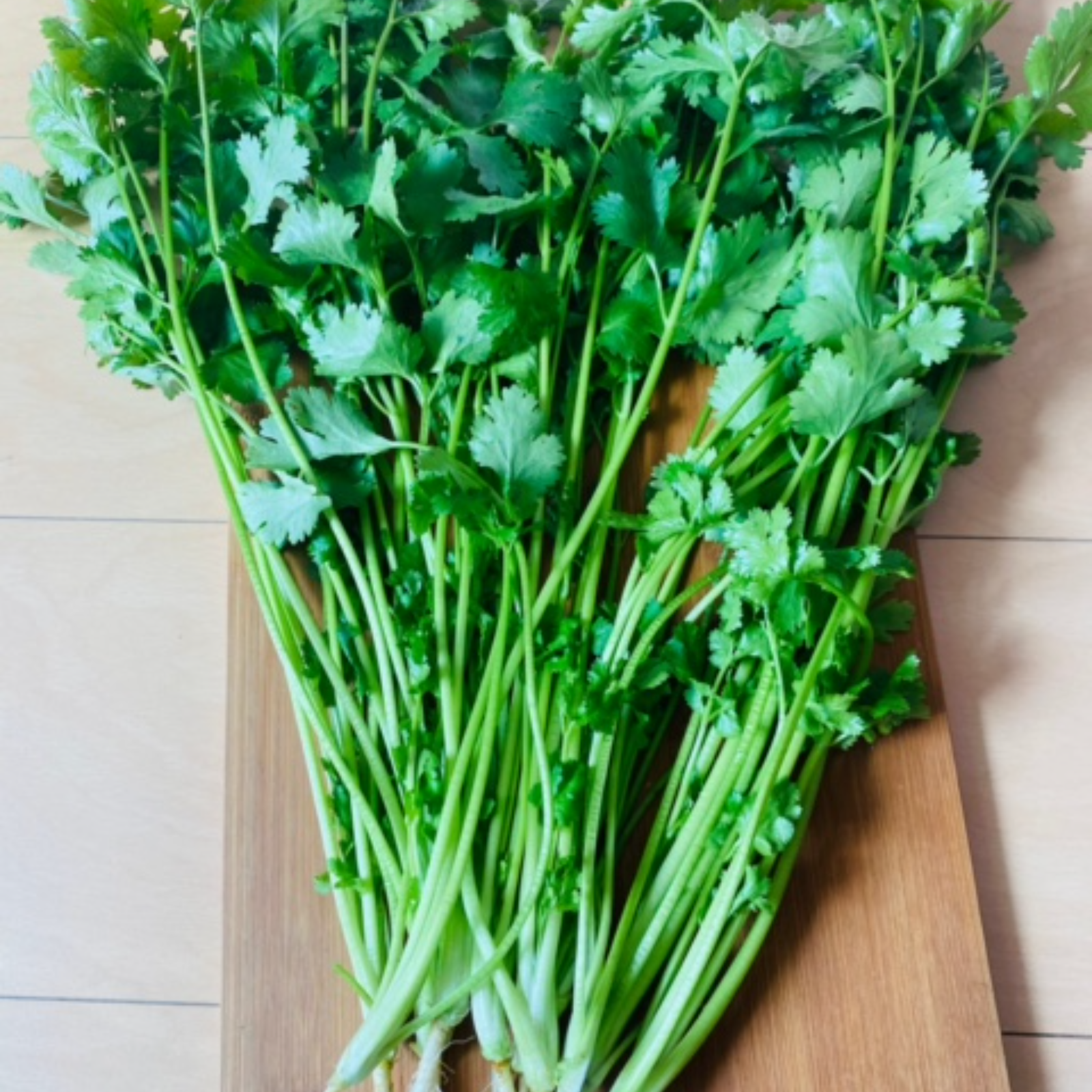 期間限定　パクチー　香菜　新鮮野菜　業務用　大量　卸し　旬野菜　5kg クール便 期間限定 パクチー 香菜 新鮮野菜 業務用 大量 卸し 旬野菜 5kg クール便