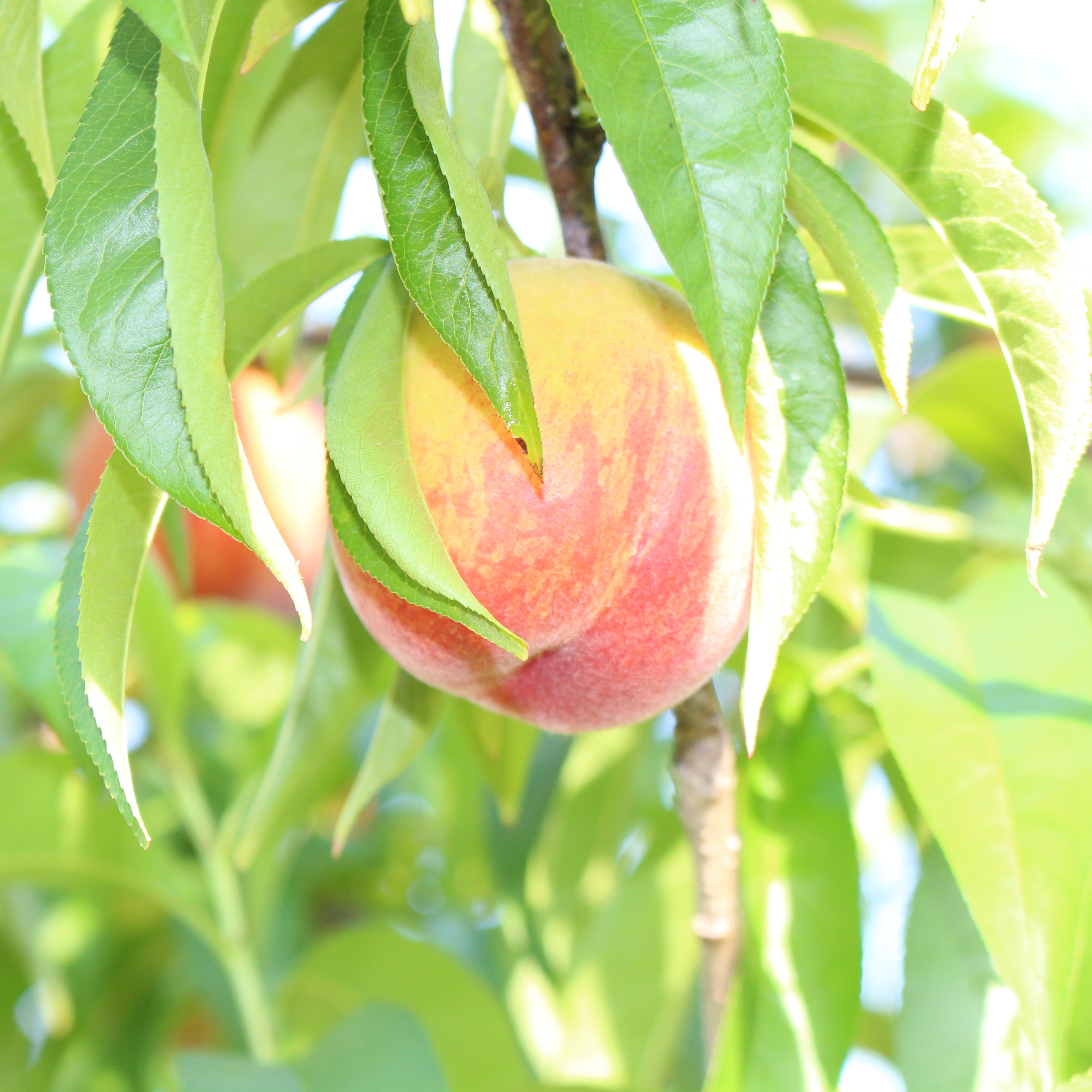 感動果物農家山本農園（和歌山県・和歌山市）｜生産者詳細｜産直アウル