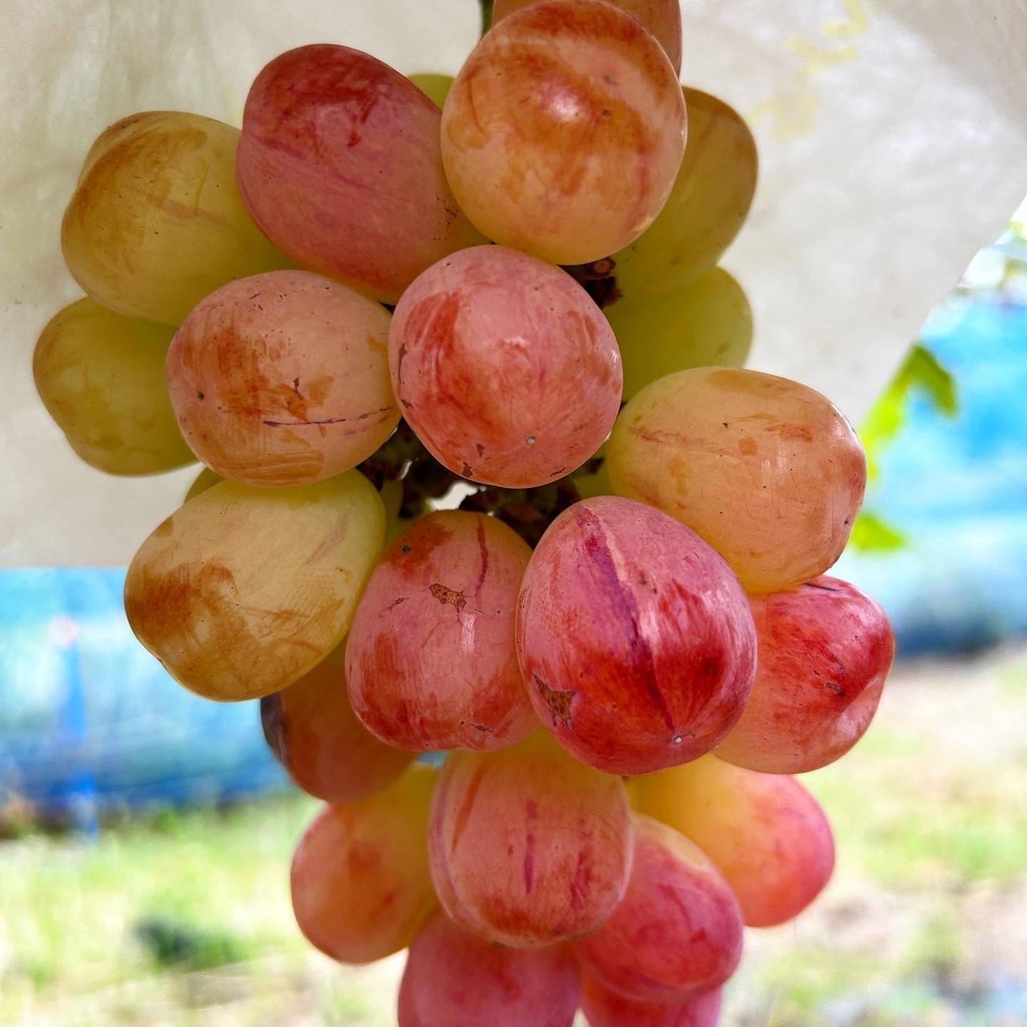 家庭用】紅色シャイン品種の大粒ぶどう バイオレットキング800g2~3房