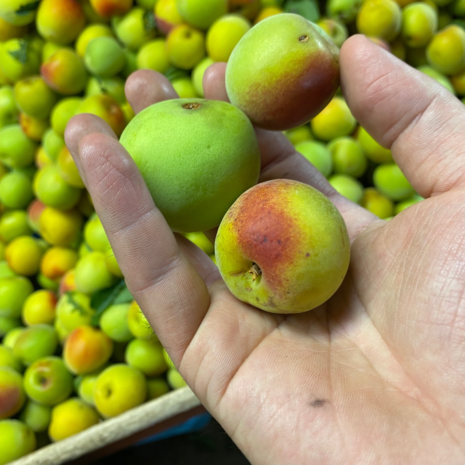 大特価！！紀州古城梅.3kg.訳あり品.農家直送 ｜ 果物/青梅 産直アウル
