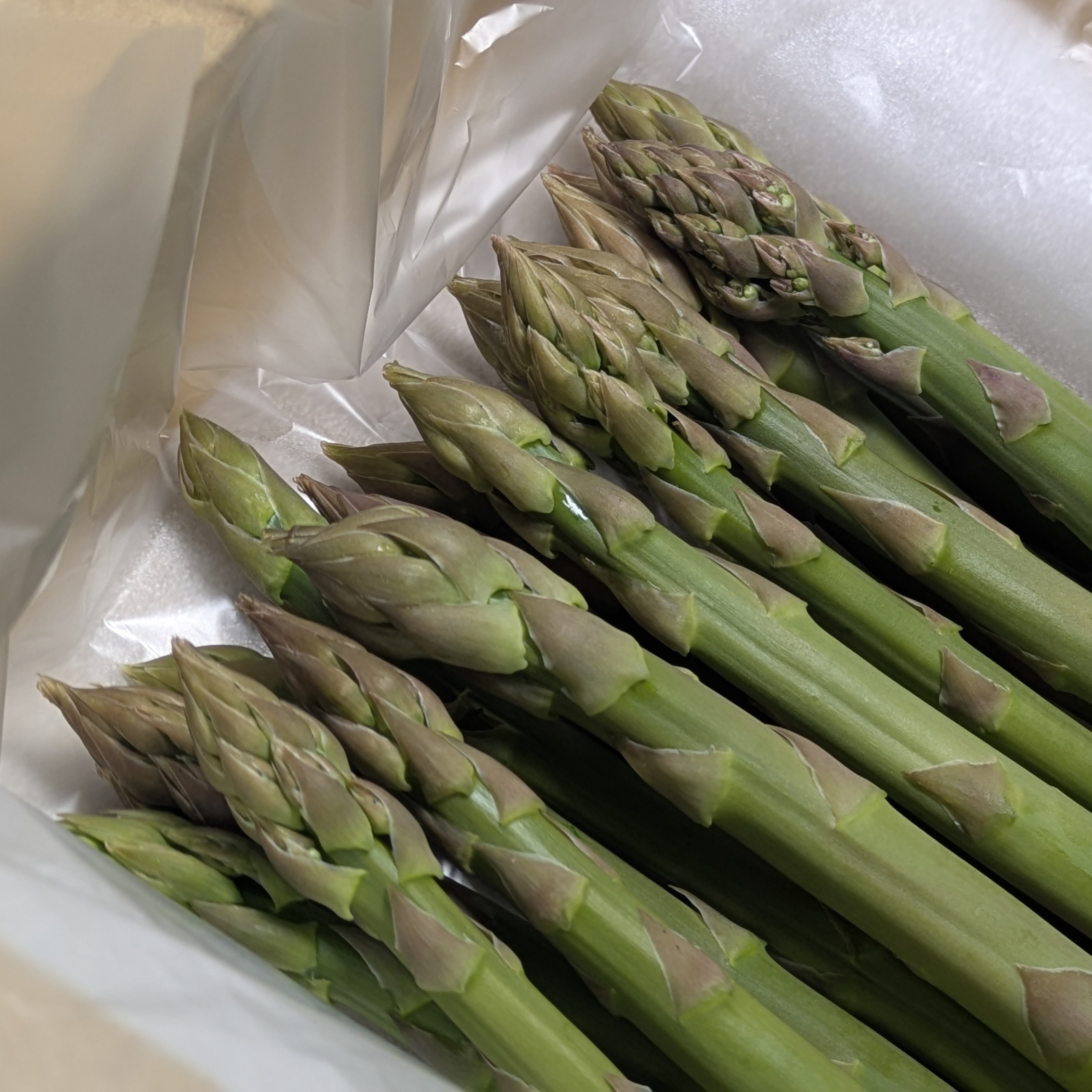 ASPARAGUS アスパラガス パーカー（フーディ） XL 緑色 パーカー（フーディ） XL 緑色 ASPARAGUS アスパラガス
