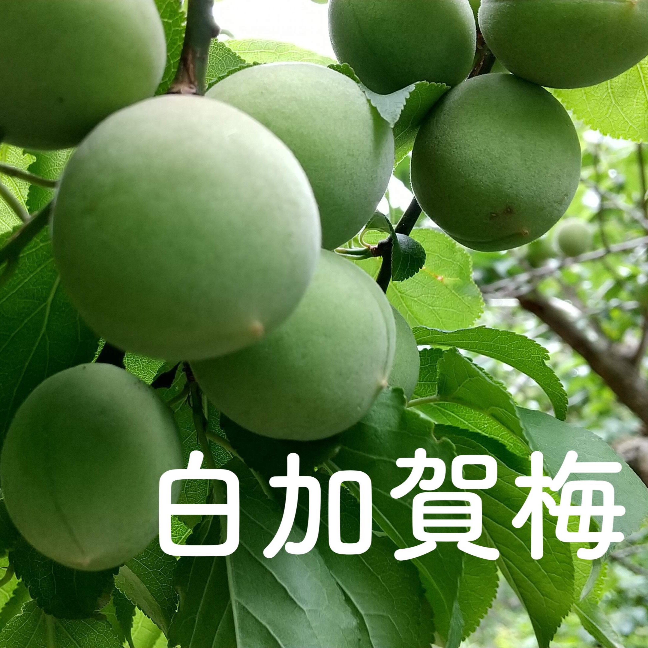 完熟梅 白加賀 梅 3kg 白加賀梅（熟梅)3キロ／6月上旬より発送 ｜ 果物/青梅 産直アウル