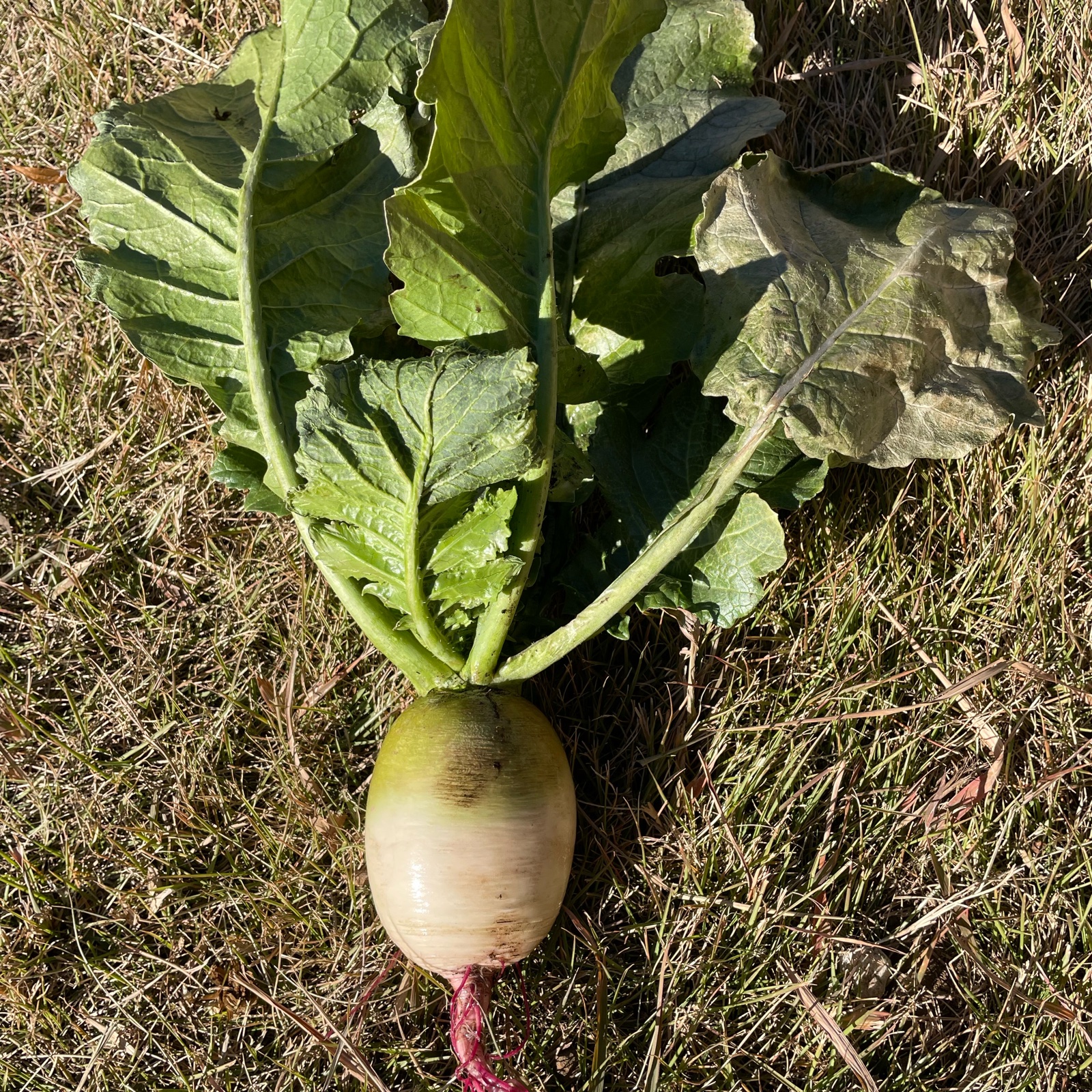 紅芯大根 無農薬 ｜ 野菜/大根 産直アウル 農家・漁師など生産者から 