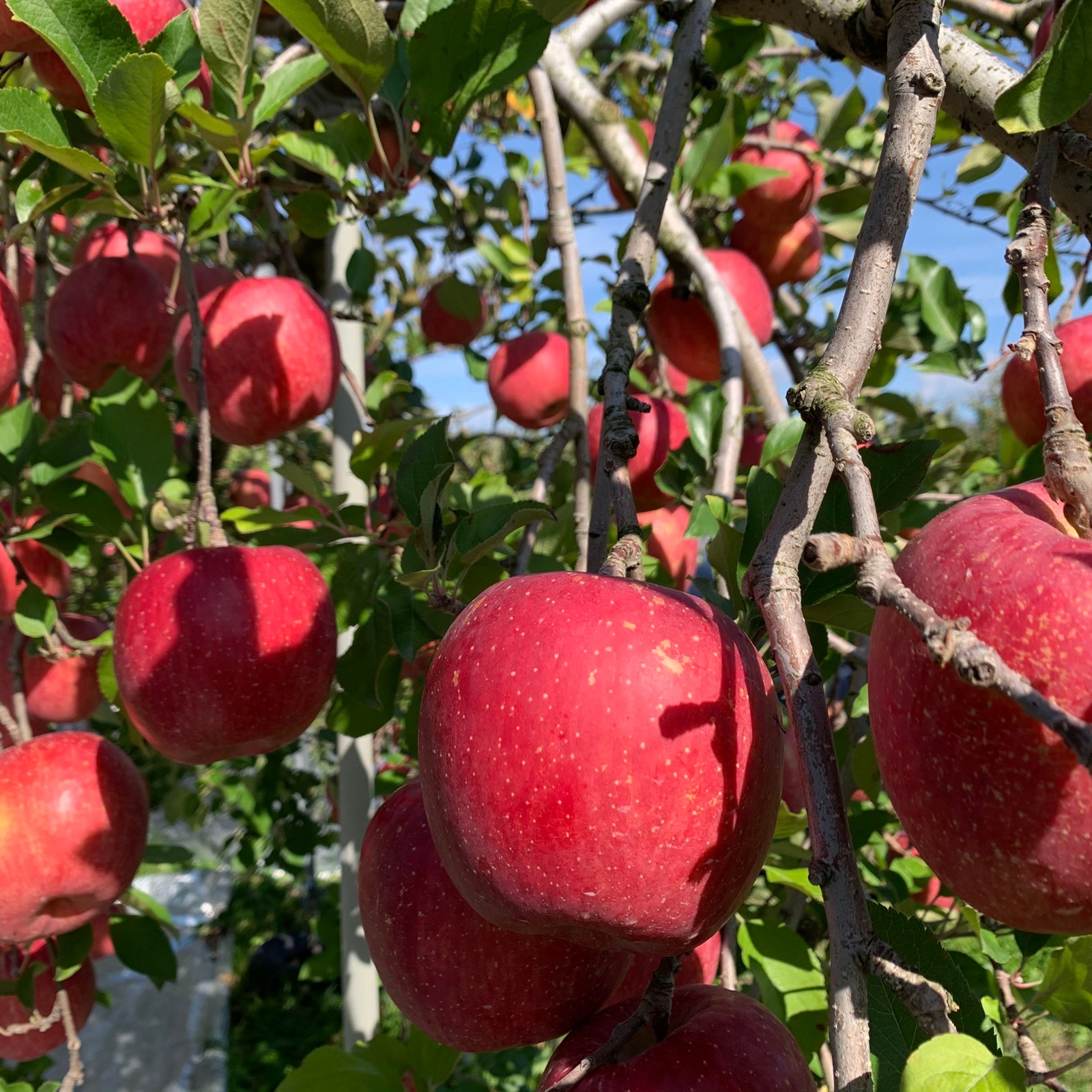 家庭用！完熟蜜入りふじ🍎りんご ｜ 果物/りんご 産直アウル 農家