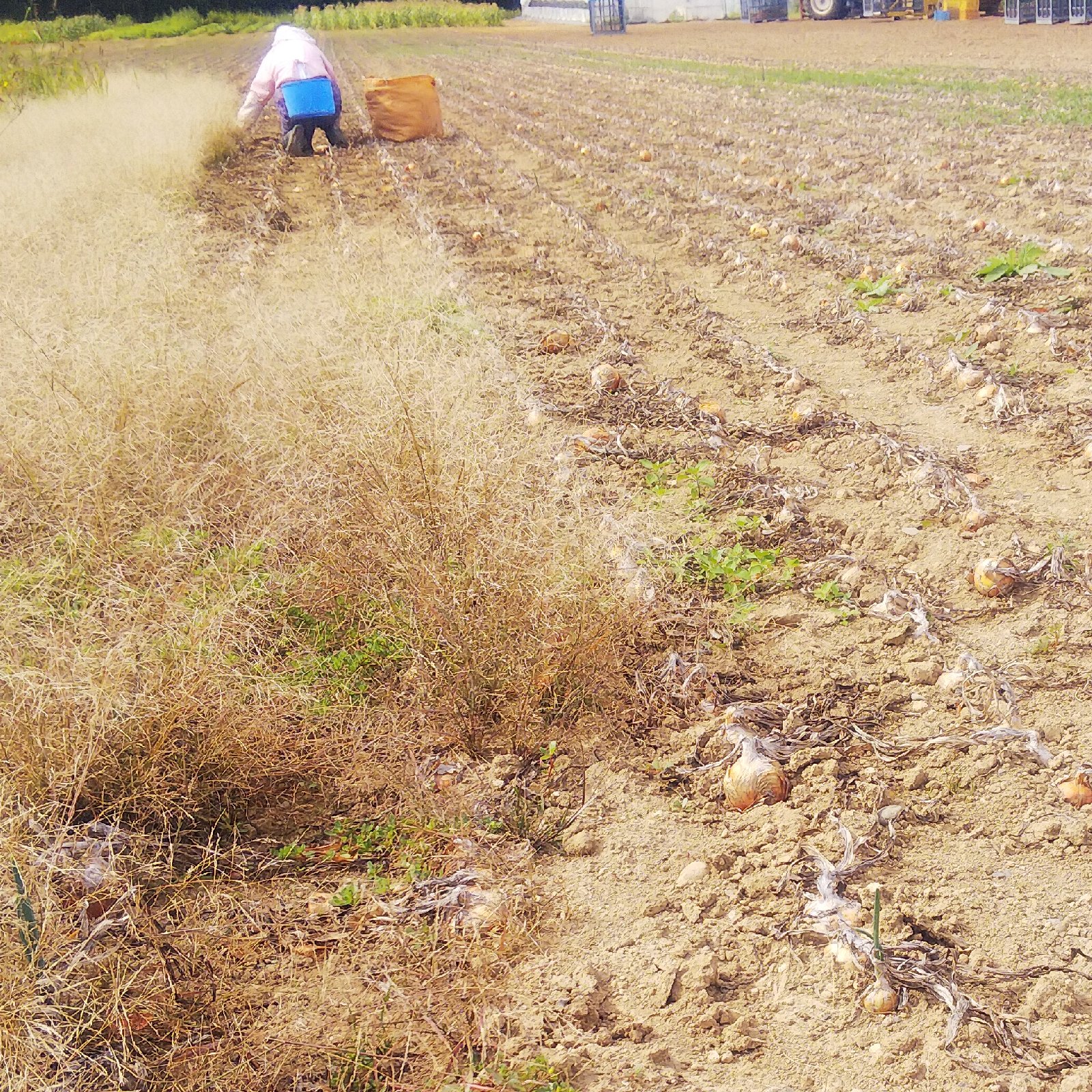 訳あり)やさしい風の農薬・肥料不使用自然栽培玉ねぎ ｜ 野菜/玉ねぎ