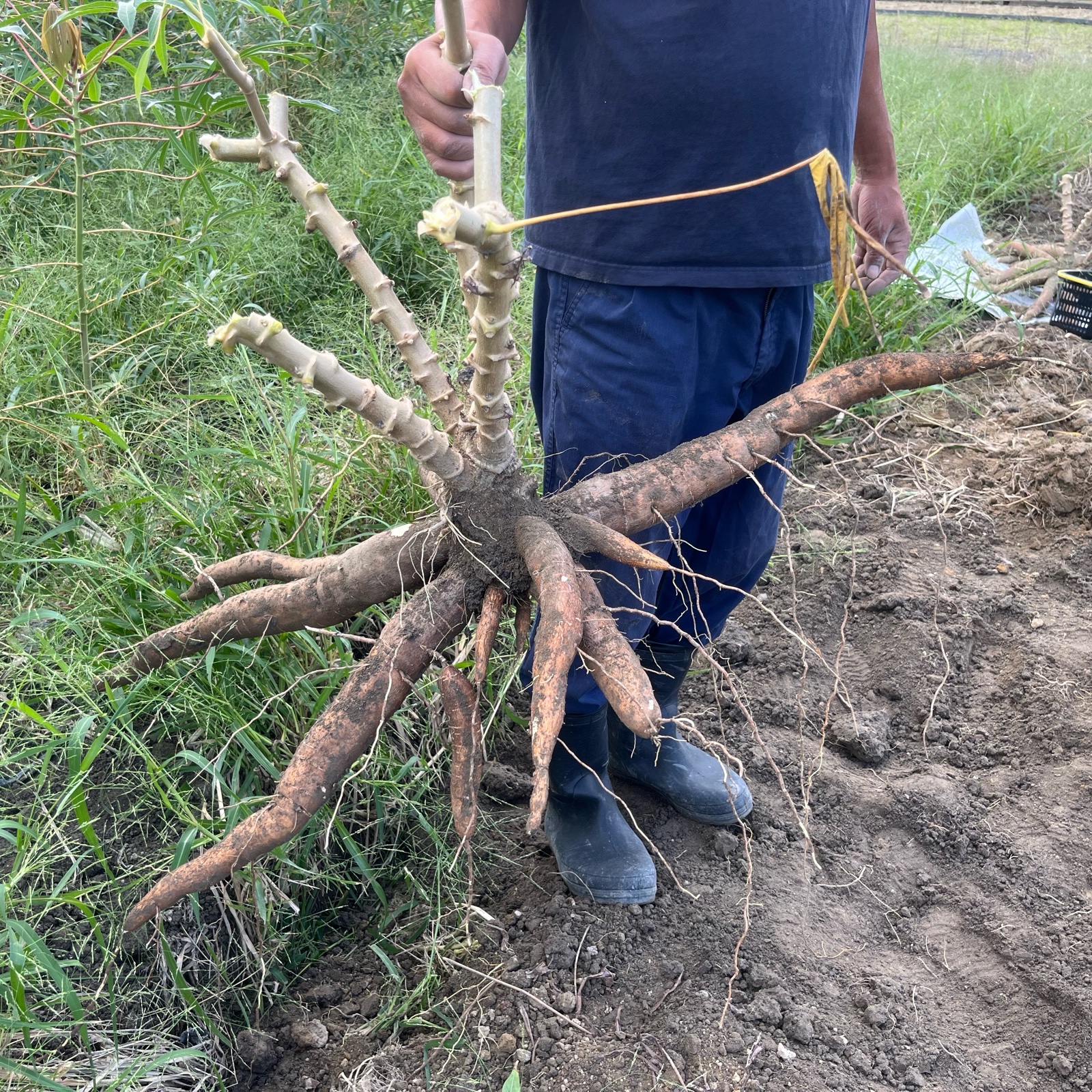 キャッサバ芋 甘味種 | 野菜/その他野菜 産直アウル 農家から直接野菜